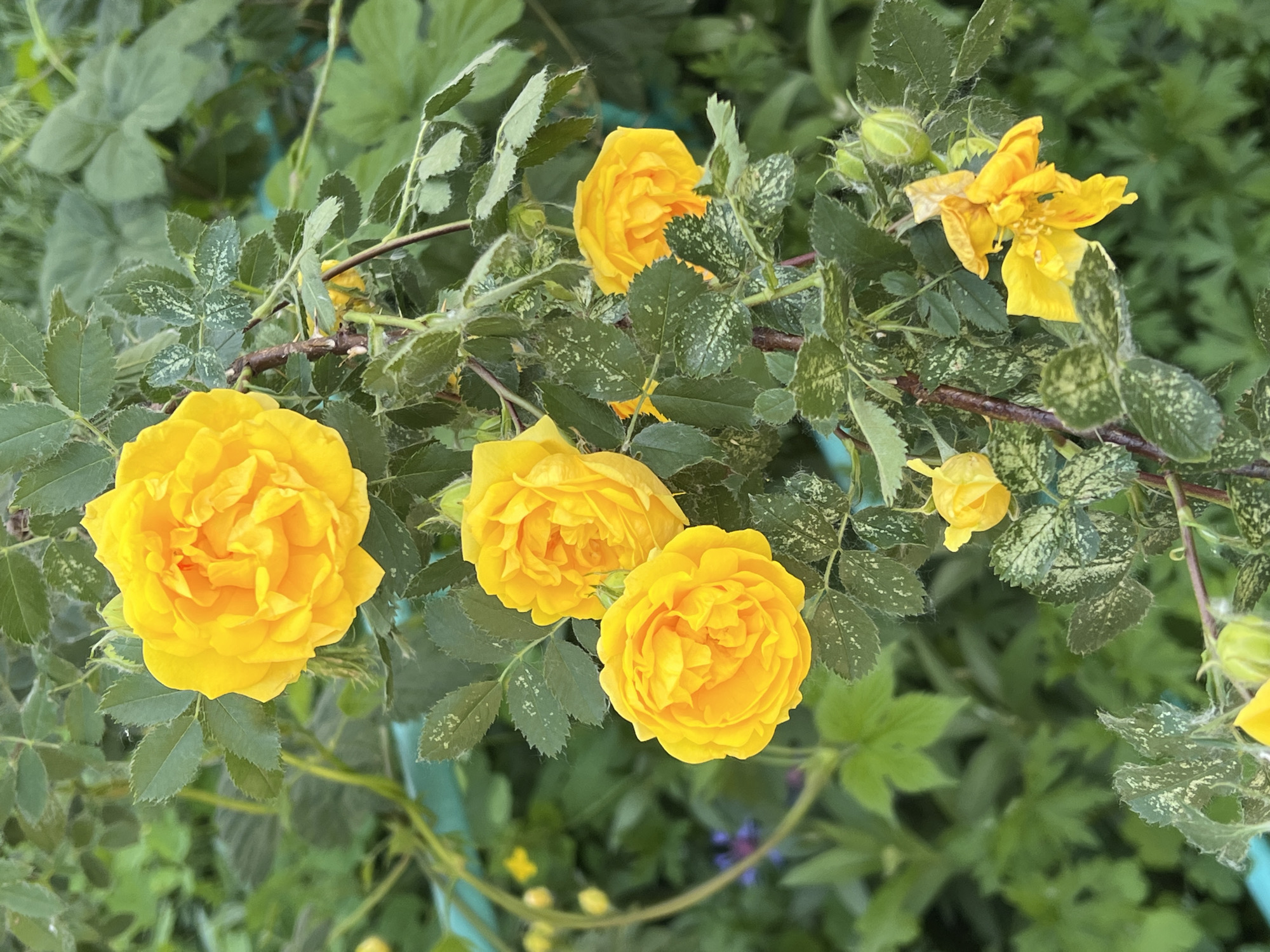 In Chaikovsky, Russia, a close-up, vertical shot captures a flowering rose bush with vibrant yellow blooms. The roses, some fully open and others in bud, are arranged along a brown stem adorned with green leaves. The leaves exhibit a mottled pattern of green and white, suggesting potential disease or variegation. The background is a blur of green foliage, with hints of a turquoise structure visible on the left. A few small, yellow, bell-shaped flowers and a single green bud are also present on the bush. The lighting is natural and diffused, illuminating the delicate texture of the petals. No people or animals are visible in the frame. The image appears to be taken outdoors, likely in a garden or park setting.