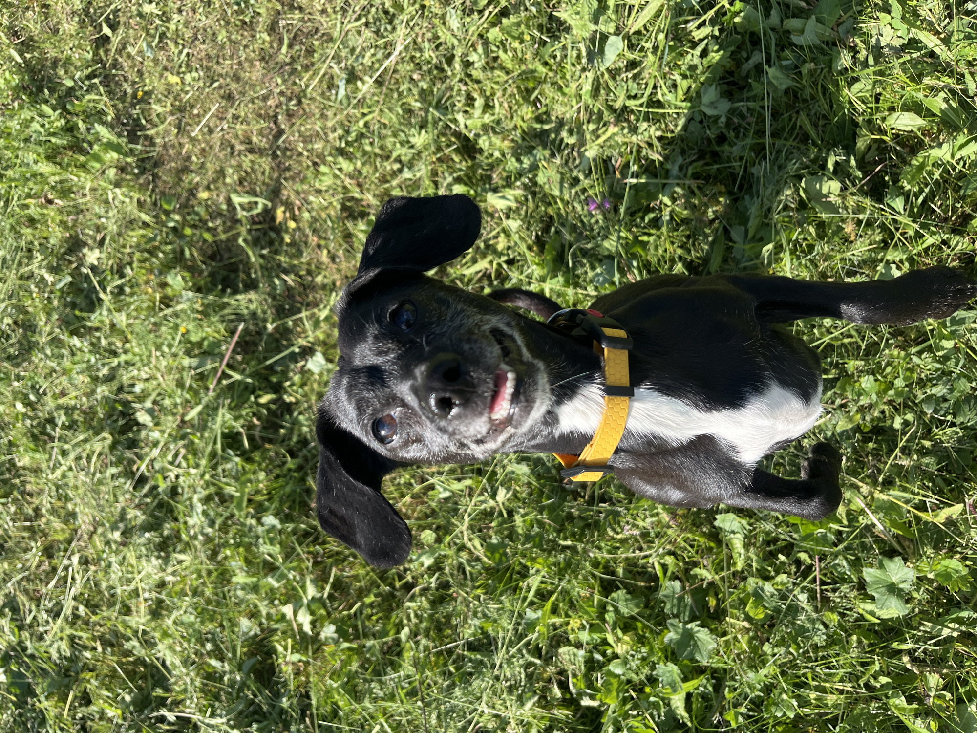 A black dog with white markings on its chest is sitting in a grassy area. The dog is facing the camera with its mouth open and tongue visible. It is wearing a yellow collar. The grass is green and appears to have been recently mowed in some areas. The background is out of focus. There is no identifiable information in the image to suggest a location in Nizhny Tagil, Russia.