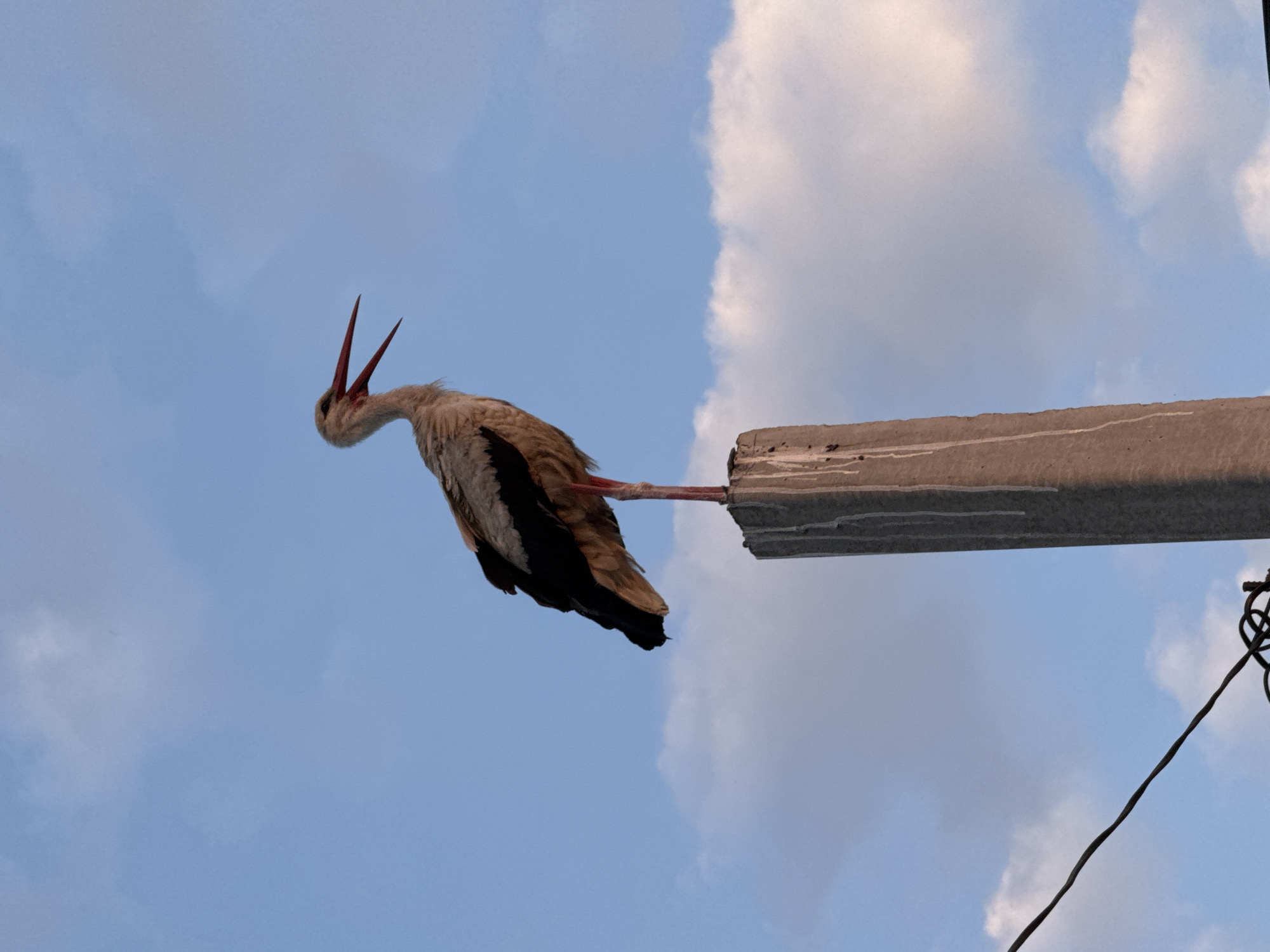 The image shows a stork perched on a concrete pole against a blue sky with scattered clouds. The stork is facing left, with its beak open and its head tilted back, as if calling out or distressed. Its wings are partially spread, and its long legs are visible, one of which is planted on the pole. The setting appears to be outdoors, with the pole possibly being a utility pole given the presence of a wire visible in the lower right corner. The lighting suggests it could be daytime, perhaps late afternoon or early morning due to the soft light on the clouds. There is no visible text in the image.