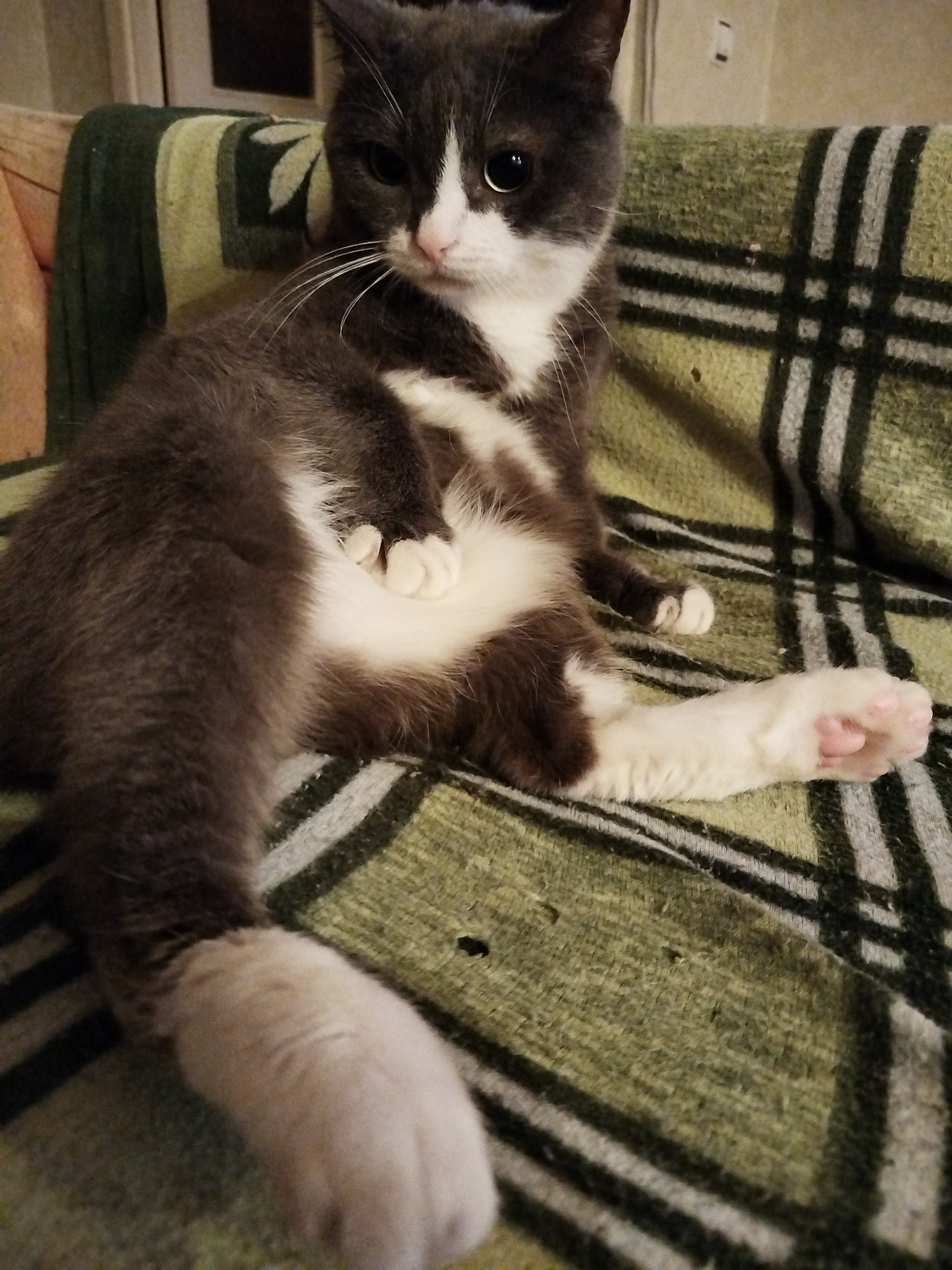 A grey and white domestic cat is lying on its side on a plaid blanket. The cat is facing the camera with its head tilted slightly to the left. Its eyes are open and it appears to be alert. The cat's front paws are tucked under its chin, and its hind legs are extended. The blanket is green and black plaid with some wear and tear. The background is blurred and out of focus, but appears to be an indoor setting with a wall and possibly furniture. The scene is lit by a warm, artificial light source. There is no indication of the location being in Chaikovsky, Russia.