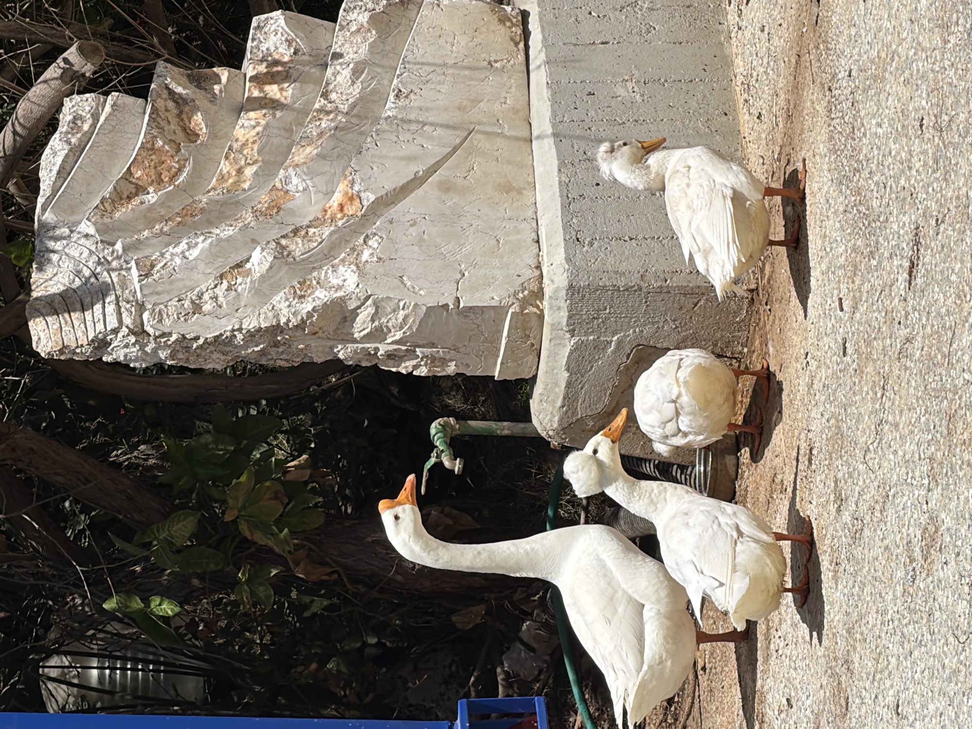 The image, taken in Tel-Aviv, Israel, depicts three white geese standing on a textured concrete or paved surface under bright sunlight, which casts distinct shadows. On the left, a large, light-colored stone sculpture with intricate, wave-like or ribbed carvings is prominent, showing a mix of white and reddish-brown hues in its rough texture.
In the foreground, one white goose with a long neck and an orange beak is stretching its head towards a green outdoor tap and hose, which are nestled amidst dense green foliage and dark tree branches in the background. Another white goose stands slightly behind it, also facing the tap's general direction. A third white goose, featuring a distinct knob on its orange beak, is positioned further right, with its head tilted upwards or craning.
The scene suggests an outdoor garden or courtyard setting on a clear, sunny day. A blue container or object is partially visible at the bottom left. The geese appear calm and curious, particularly the one seemingly investigating the tap. No visible text is present in the image.