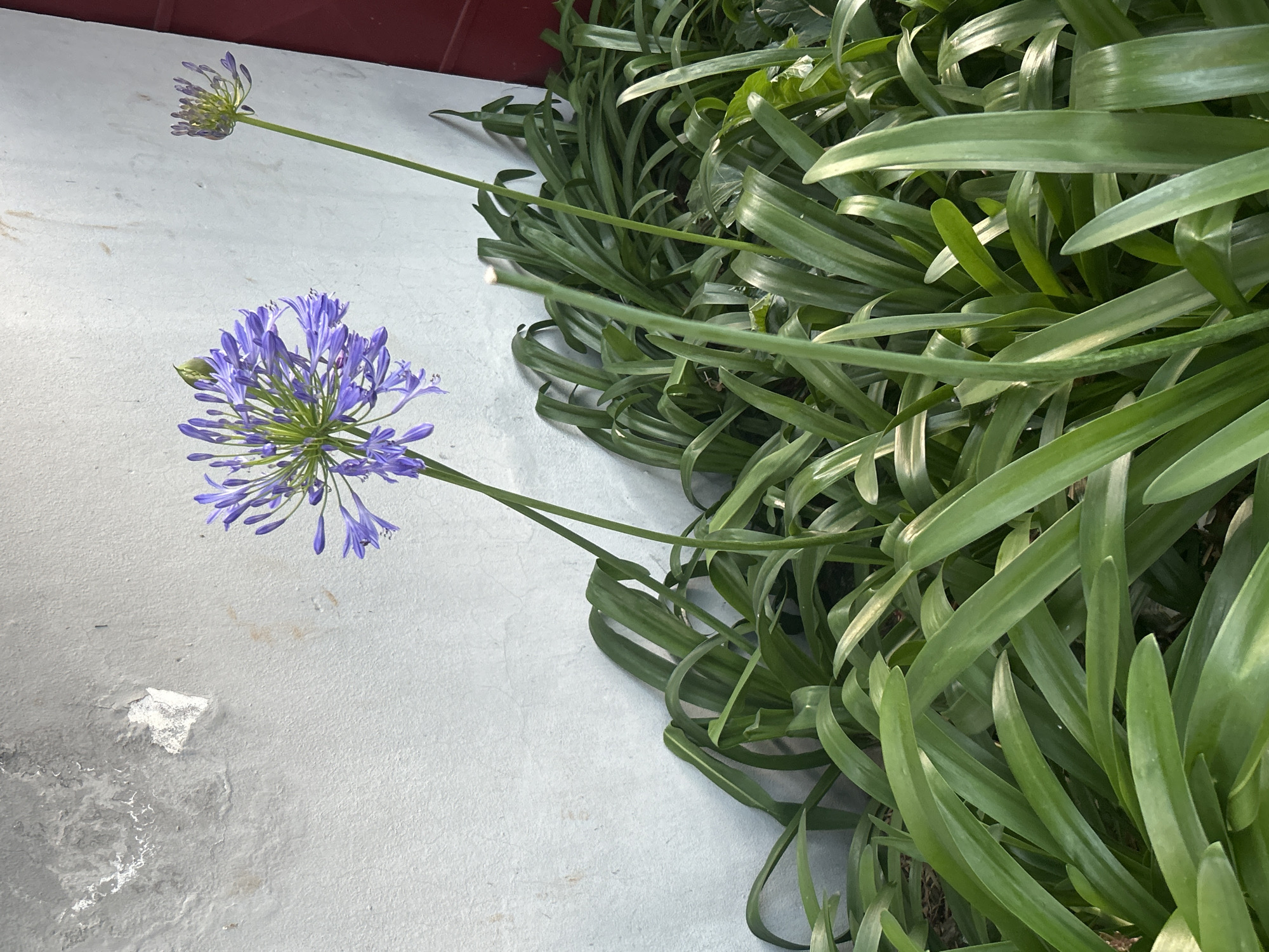 The image depicts a close-up view of a flowering plant with long, green leaves growing along a white, textured surface. Two flower heads are visible, one in full bloom with numerous small, purple-blue flowers arranged in a spherical shape, and another that is still budding. The plant appears to be situated against a building or wall with a red trim visible at the top of the frame. Given the location of Câmara de Lobos, Portugal, and the appearance of the plant, it is plausible that the plant is an Agapanthus, commonly found in the region. The textured surface adjacent to the plant suggests an outdoor setting, perhaps a patio or garden area. No people are present in the image, and the focus is solely on the plant and its immediate surroundings.
