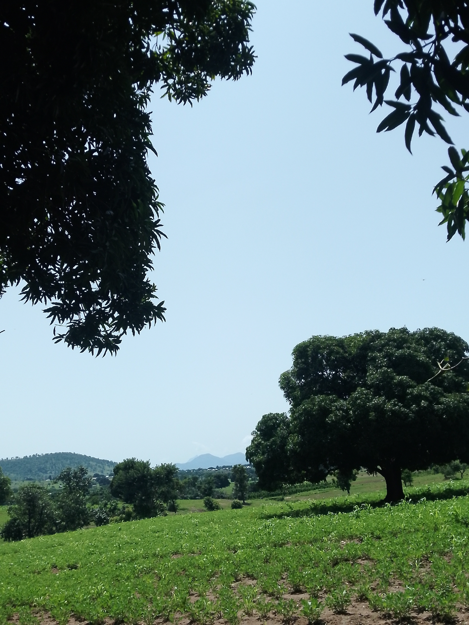 An outdoor, eye-level shot captures a vibrant green field of crops in the foreground, stretching towards rolling hills dotted with trees and distant mountains under a clear, pale blue sky. The field is composed of rows of young, leafy plants. In the midground, large, dark green trees stand prominently, casting shadows on the landscape. The background reveals a mountainous terrain with scattered small buildings. The upper corners of the image are framed by the dark silhouettes of leafy branches from trees overhead, their leaves sharply defined against the sky. The scene suggests a rural, agricultural setting.