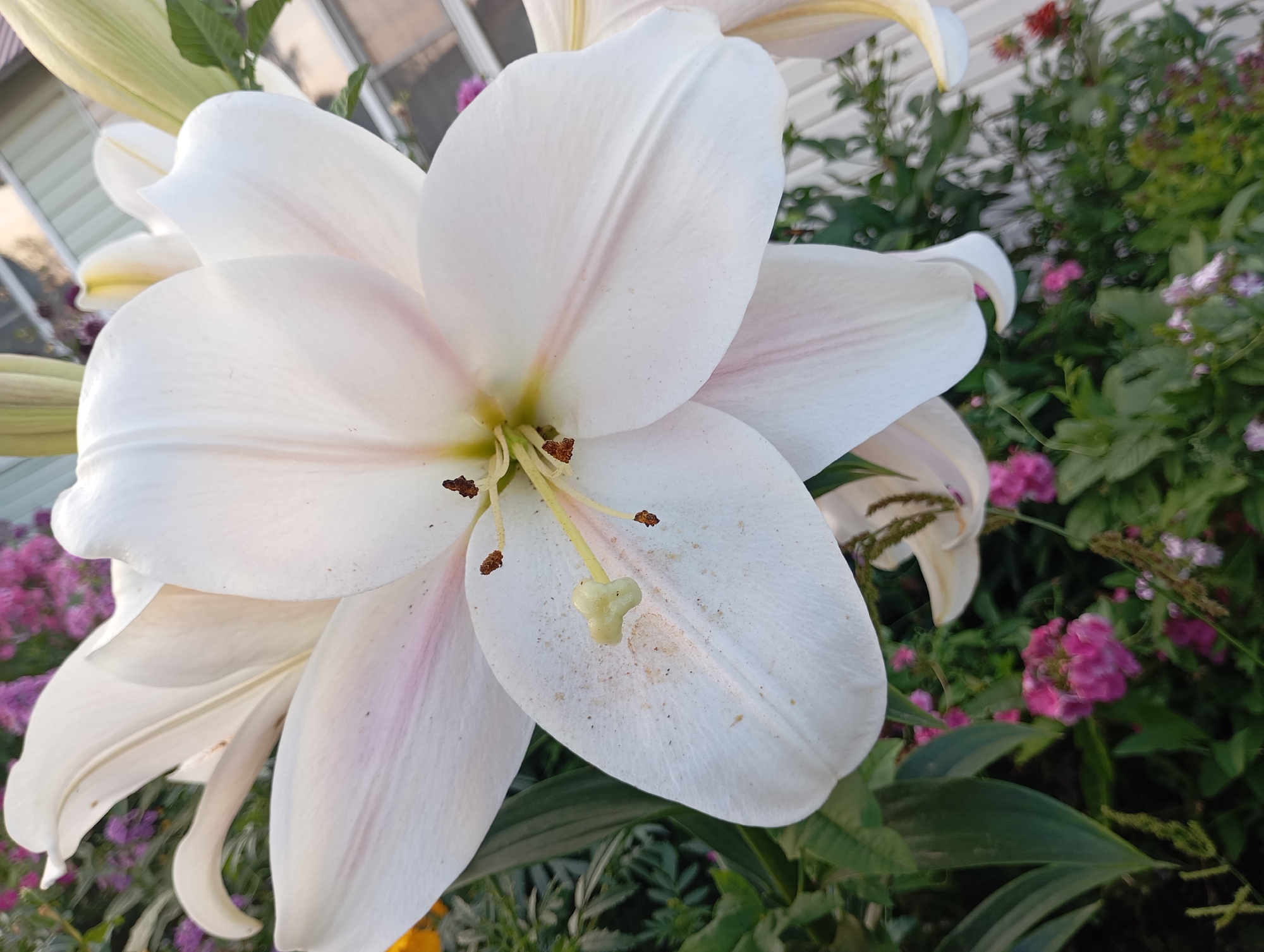 The image shows a close-up of a white lily flower in bloom. The flower has six large petals, with delicate pinkish-red streaks running down their centers. The stamens and pistil are visible in the center of the flower. The background is blurred, but appears to be a garden with green foliage and pink flowers. The lighting suggests it is daytime. The scene is an outdoor garden setting.