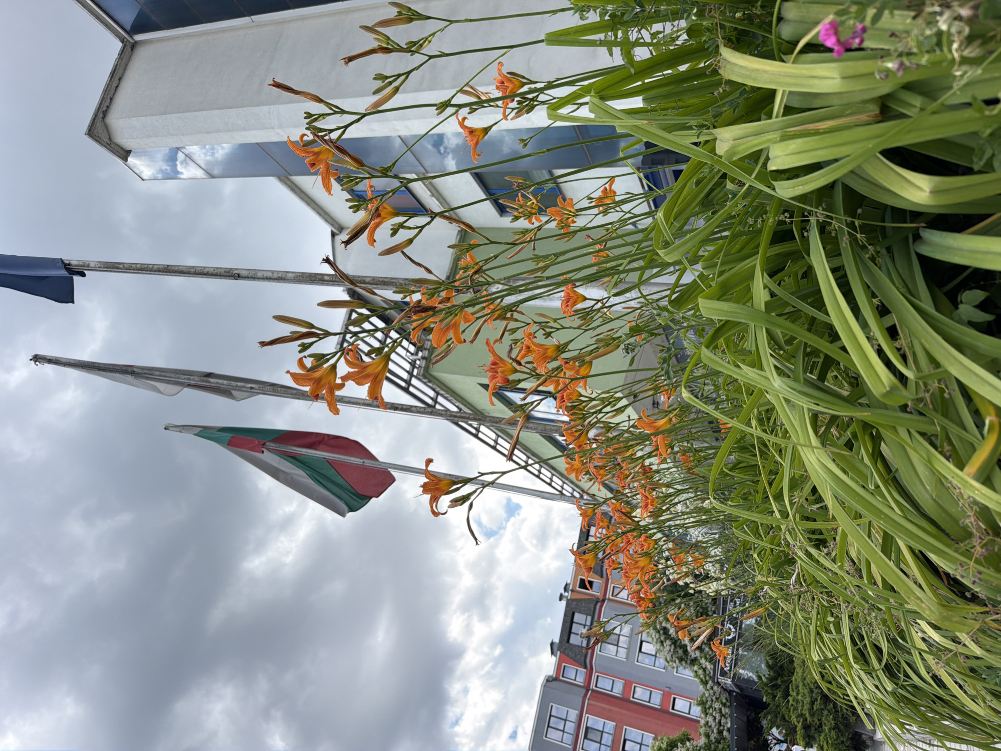 The media file captures an outdoor scene featuring a building with a white facade and blue-tinted windows, reflected in its glass. In the foreground, a profusion of orange daylilies with long green leaves dominates the frame, their vibrant colors contrasting with the overcast sky. Several flags are visible, including a blue one and another with a design of red, green, and white sections. The building in the background is modern, with a facade of red, gray, and white elements and numerous windows. A small cluster of pink flowers is also present among the greenery. The sky is cloudy, suggesting a potentially overcast day. The scene appears to be captured from a low angle, looking upwards. The context provided indicates the location is Sofia, Bulgaria.