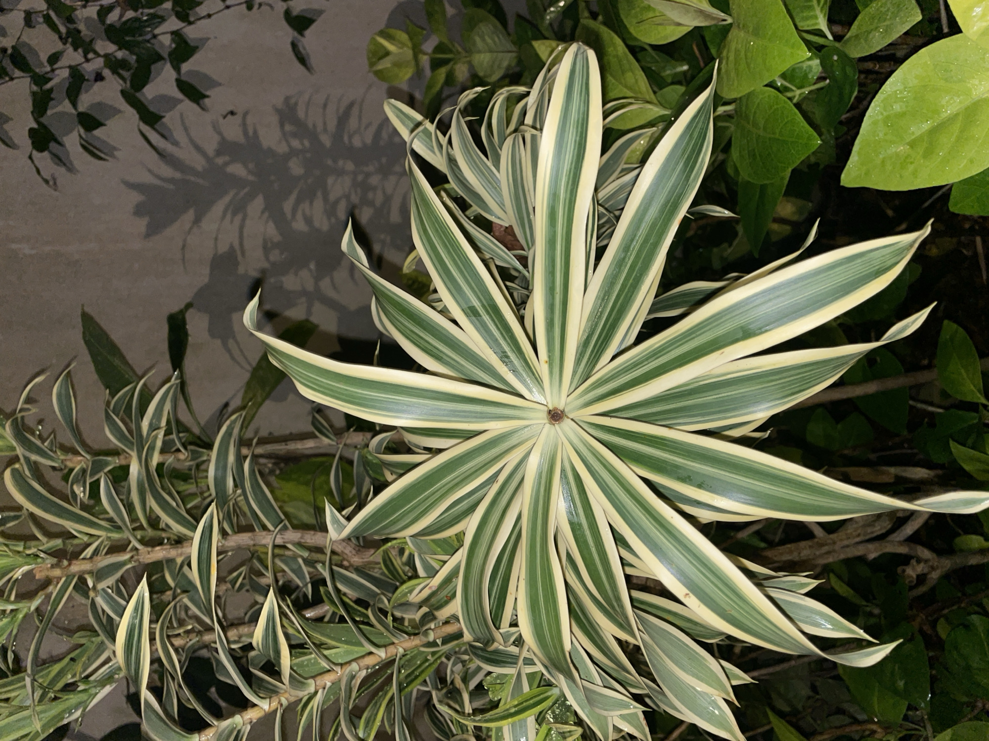 The image captures a close-up, top-down view of lush tropical foliage. The central and dominant subject is a variegated plant with long, slender, lanceolate leaves radiating outwards in a star-like or rosette pattern. These leaves feature distinct longitudinal stripes of dark green and creamy white or pale yellow. Water droplets or dew are visible on the surface of these leaves, giving them a slightly glossy appearance.
Behind and to the sides of the central plant, other green foliage is visible. On the upper right, there are broader, lighter green leaves, some also appearing to have moisture on them. On the left side of the frame, branches of a similar variegated plant, or perhaps another part of the same plant, extend horizontally, showcasing smaller, twisted leaves with the same green and white striping.
The background consists of a muted, light-colored surface, possibly a wall or ground, onto which shadows of overhead foliage are cast. These shadows are soft but distinct, indicating an external light source, possibly artificial, illuminating the scene. The overall lighting suggests it is either evening, dusk, or nighttime. No human subjects, activities, or visible text are present. The vibrant plant life is consistent with the provided location context of Kuta Selatan, Indonesia.