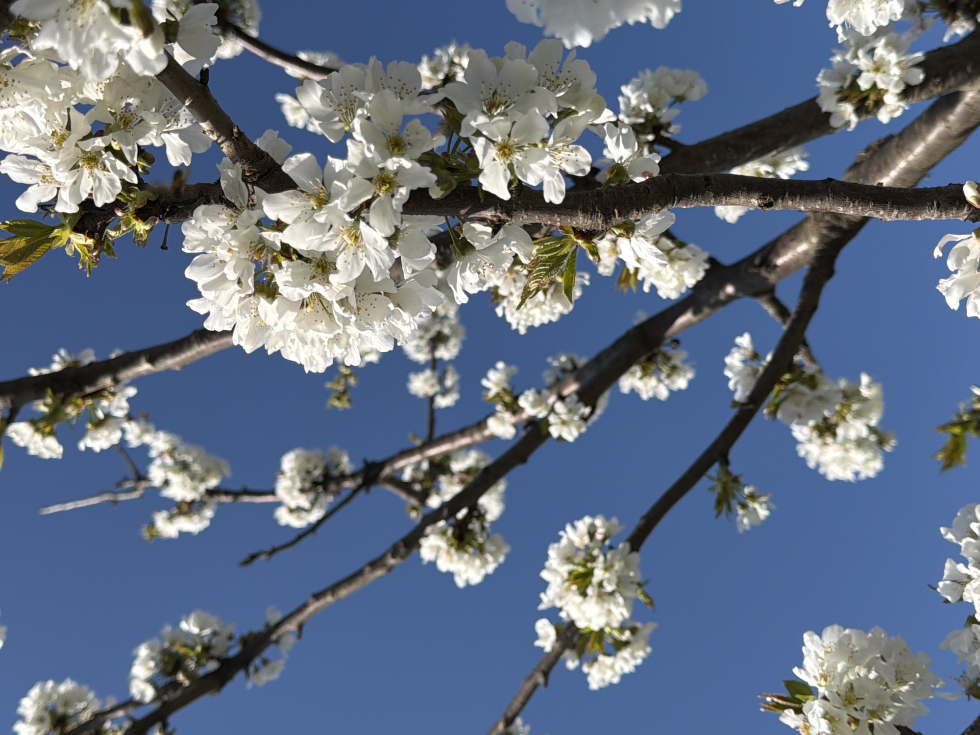 The image depicts branches of a flowering tree against a clear blue sky. The blossoms are white and clustered tightly along the branches. The branches are dark brown and angled across the frame. Some new green leaves are also visible, but less prominent than the flowers. The location is Rossiyskiy, Russia. There is no visible presence of people, and objects in the image are limited to natural elements.