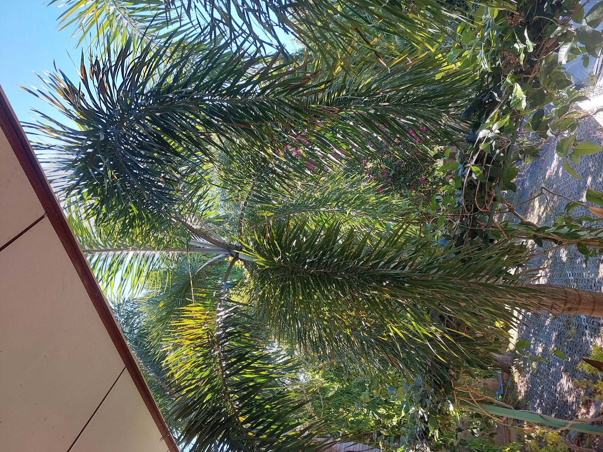 The image depicts a sunny outdoor scene, likely in Baan Mae Nam, Thailand, featuring lush palm trees and dense vegetation. In the foreground, the underside of a light-colored roof or overhang is visible, casting a shadow and creating a framed view of the tropical foliage. The palm fronds are vibrant green, with sunlight filtering through them, highlighting their delicate structure.
Beneath the palms, the ground appears to be paved with interlocking grey stones, possibly a pathway or patio. Various plants and vines are intertwined, creating a layered effect of greenery. In the background, there are hints of more dense foliage and what appear to be small pink flowers scattered amongst the leaves. The sky is a clear, bright blue. The overall impression is one of a peaceful, natural setting within a tropical environment. There are no people or animals visible in the frame.
