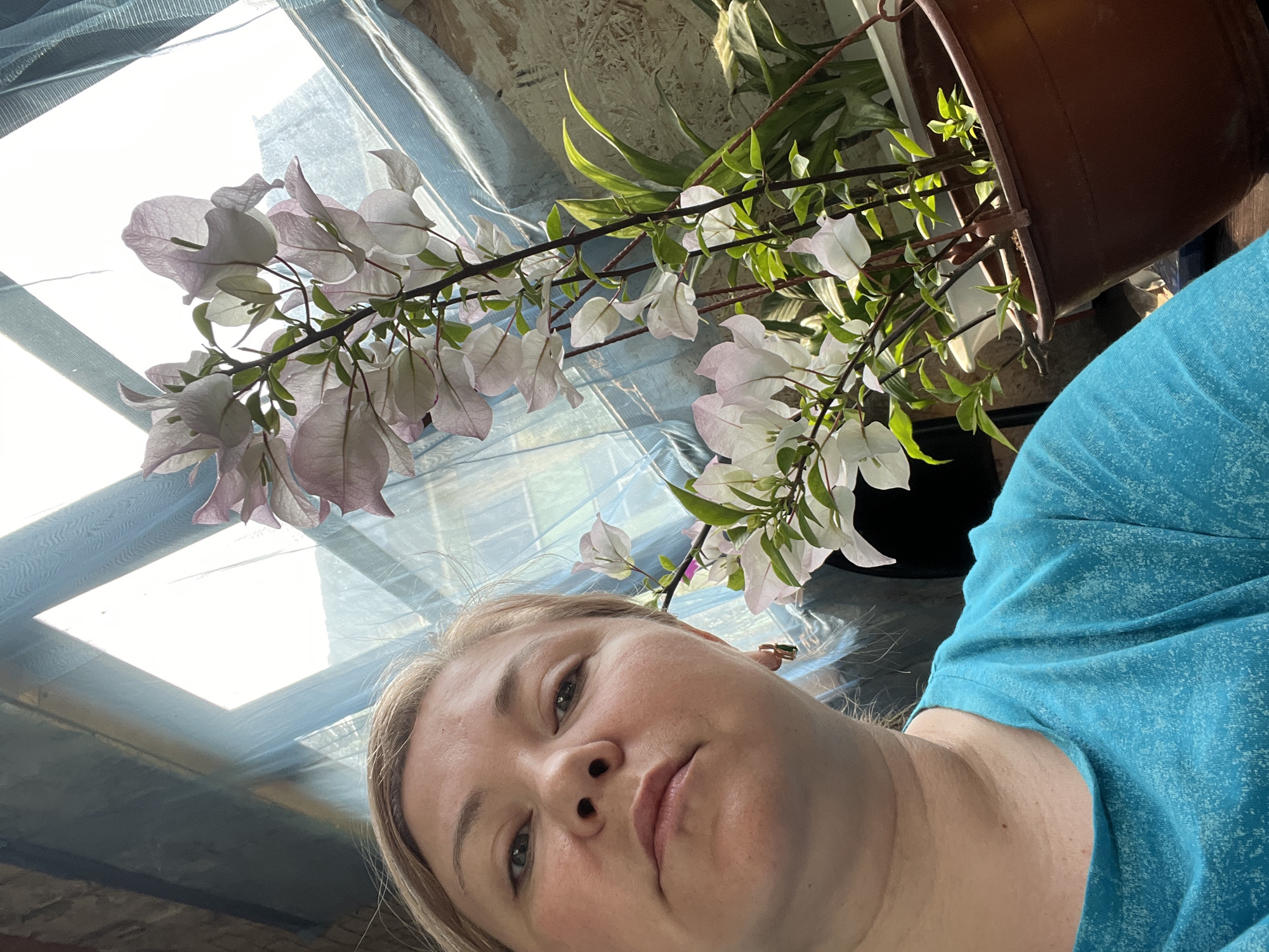 The image, captured in Vesyoloye, Russia, shows a low-angle selfie featuring a woman, a flowering plant, and a brightly lit ceiling in the background. The original media file is presented rotated 90 degrees counter-clockwise.
In the foreground, on the right side of the rotated image, is the woman's face and upper torso. She has fair skin, light-colored hair, and is wearing a blue t-shirt with a textured pattern. Her expression is neutral or contemplative as she looks directly towards the camera.
Dominating the left and central parts of the rotated image is a blooming plant with numerous delicate, light pinkish-white bracts and green leaves, resembling bougainvillea. Its branches are prominent, leading to a brown pot, partially visible at the top of the image. Behind this plant, another plant with larger green leaves is partially visible.
The background consists of a brightly lit translucent roof or window structure, through which abundant daylight streams, indicating it is daytime. Sections of this structure are covered with a light blue mesh or tarp, and wooden planks are also discernible as part of the ceiling or wall construction. The setting appears to be an indoor space like a greenhouse or a sunroom. There is no visible text in the image.