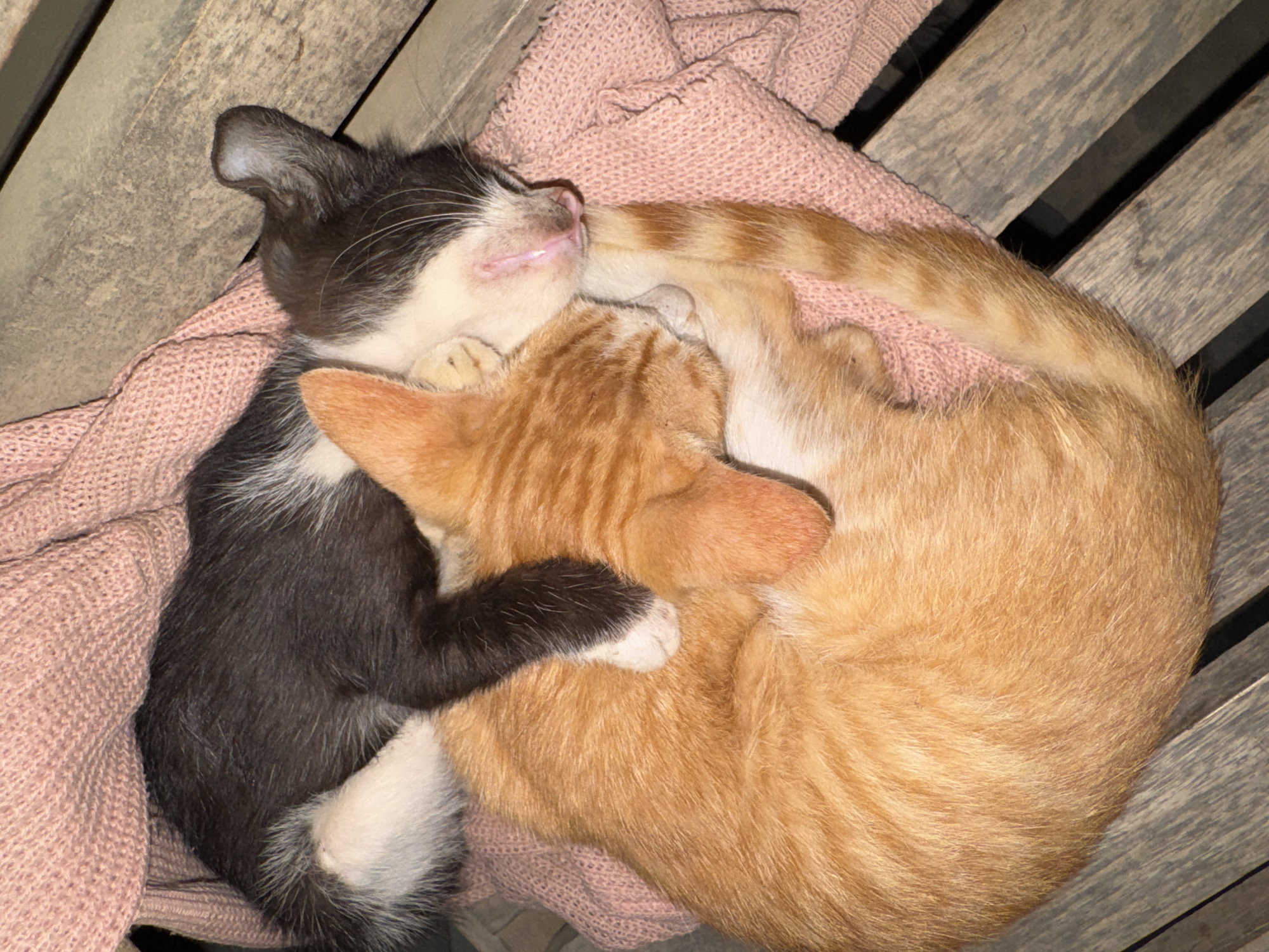 Two kittens are sleeping together on a pink knitted blanket draped over a wooden surface, possibly a bench or chair. The kitten on top is black and white, curled around the orange tabby kitten below. The orange kitten is curled in a ball, with its head tucked in. Both kittens appear to be young and are in a state of deep sleep. The lighting suggests it is nighttime or a dimly lit indoor space. The scene is tranquil and intimate, conveying a sense of warmth and comfort. The location in Meunasah Raya, Indonesia, is context for the image.