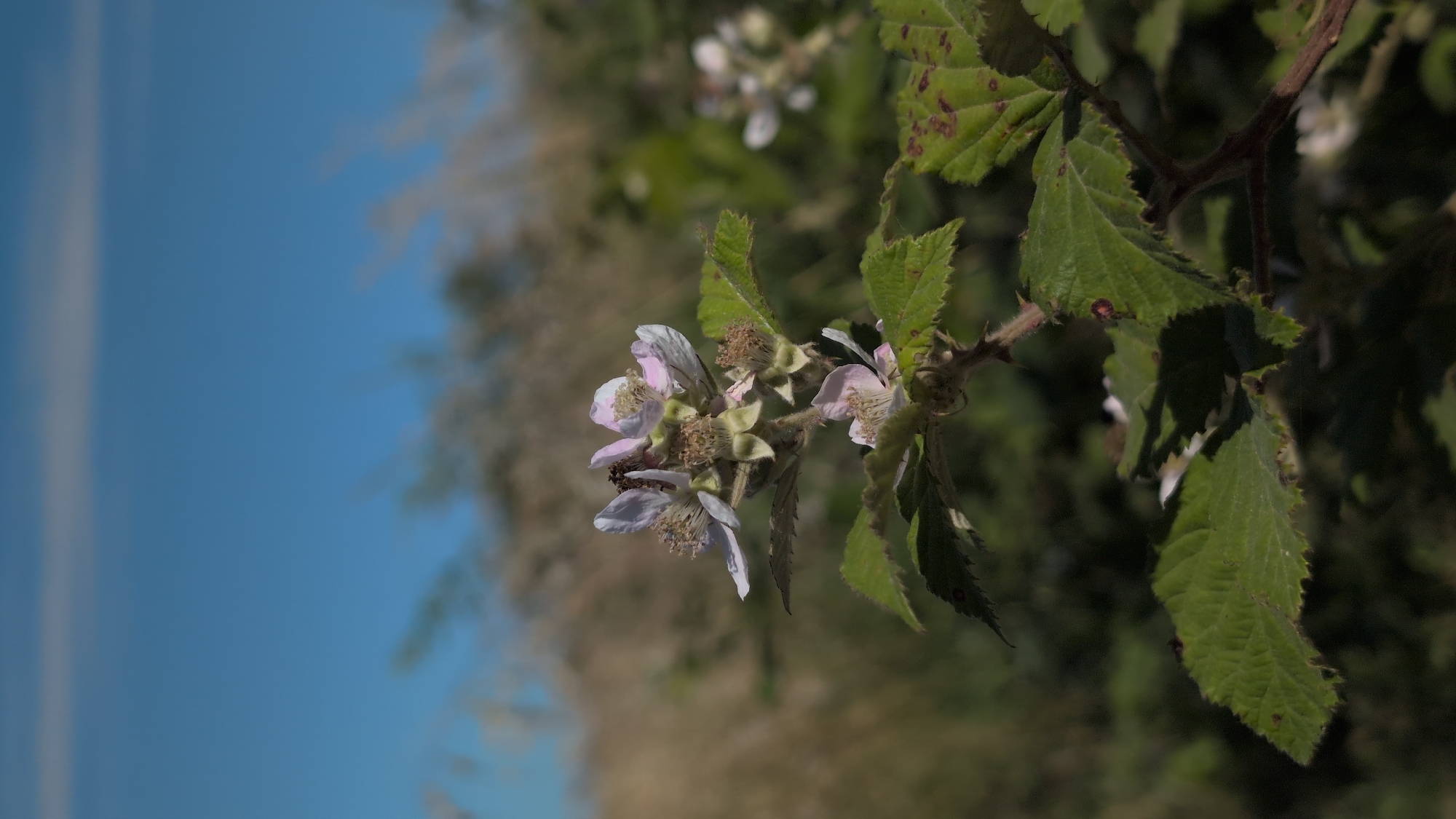 In an outdoor, natural setting, a cluster of delicate pink and white blackberry blossoms adorns a thorny stem. The flowers, with their thin petals and prominent stamens, are the primary focus, positioned slightly off-center to the left of the frame. Lush green leaves, some showing hints of brown spotting, surround the blossoms. In the background, out-of-focus foliage creates a soft, blurred backdrop of muted greens and browns. The sky above is a clear, bright blue, with a thin, pale line of clouds or haze stretching horizontally across the upper portion of the image. The lighting suggests a sunny day, casting subtle shadows and highlighting the textures of the leaves and petals. The overall scene evokes a sense of natural beauty and growth.