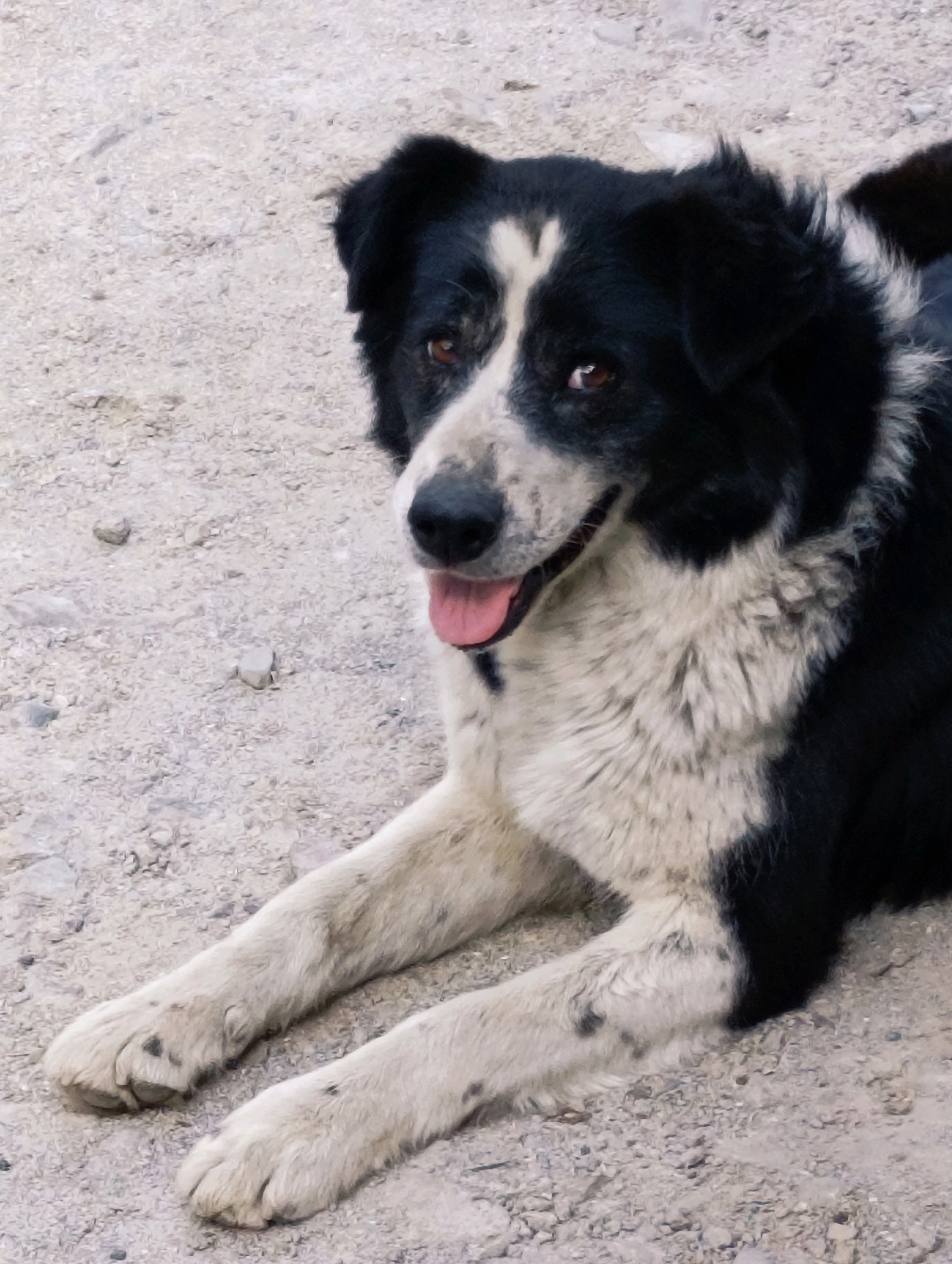 A medium shot shows a black and white dog lying on gravel in Darcha, India. The dog is facing right and its head is tilted slightly. Its tongue is hanging out. The dog has a white blaze on its forehead. Its fur is mostly black and white, with some brown patches on its face. The dog's paws are visible in the foreground. The background is a blurry expanse of gravel and some small stones. The lighting suggests it is daytime.