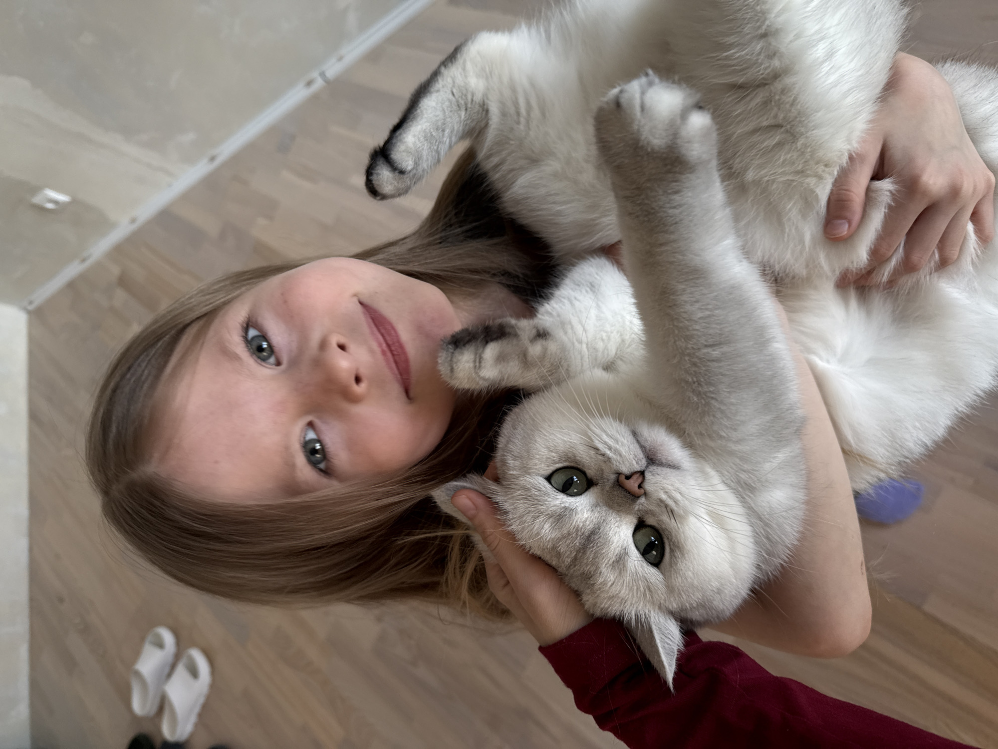 A young girl with light brown hair and green eyes is holding a gray and white cat upside down. The girl is smiling and looking at the camera. The cat is also looking at the camera with green eyes. The girl is wearing a maroon long-sleeved shirt. The background is a wooden floor and a white wall. There are a pair of white sandals in the lower left corner of the image. There is no indication of the location being in Izhevsk, Russia.