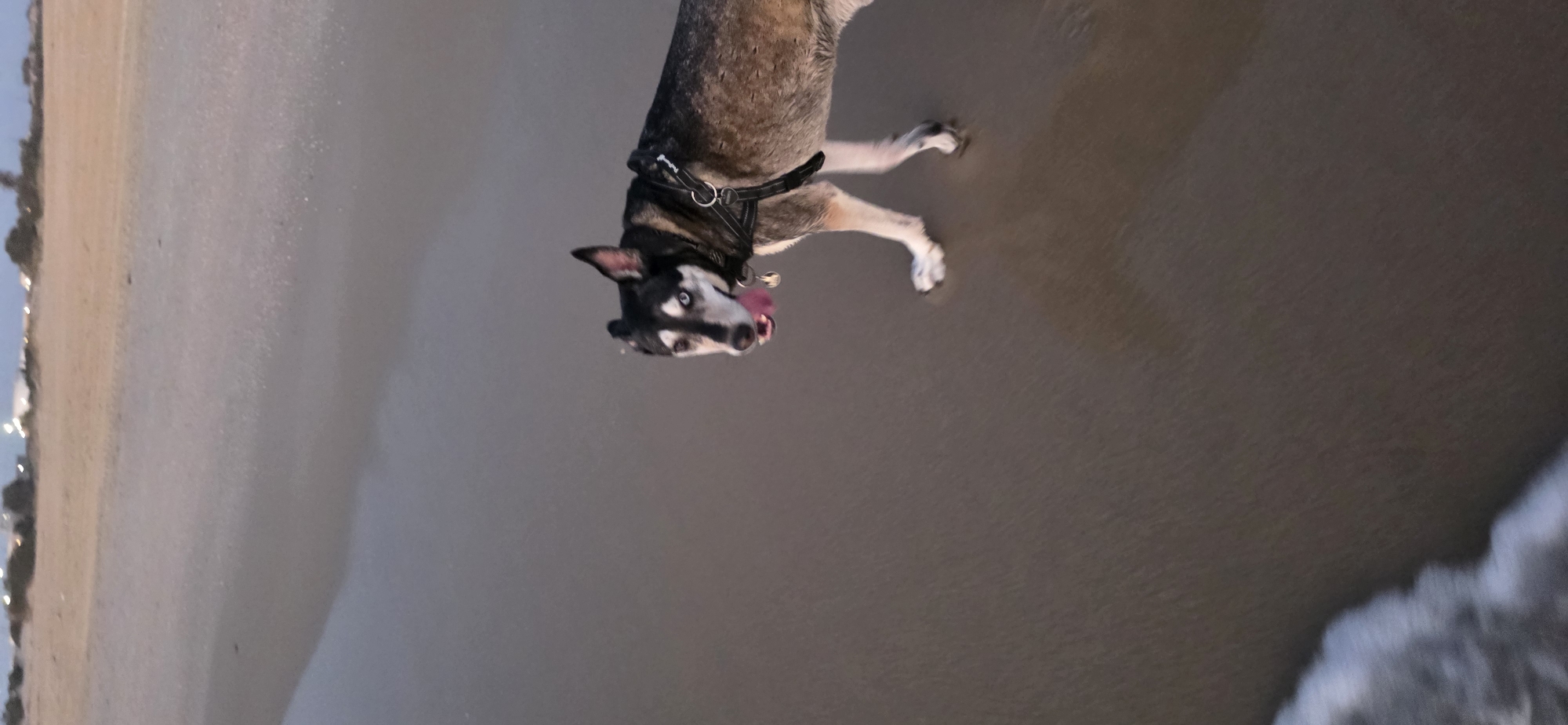 A husky dog with black and brown fur and blue eyes is walking on a sandy beach. The dog is wearing a black harness with a red tag. The dog is panting and its tongue is visible. In the background, there is a body of water, possibly the ocean, and a distant shoreline with some vegetation and lights. The sky is overcast. The location appears to be the coast of Hof Ashkelon Regional Council, Israel, given the mention of the city. The time of day seems to be dusk or early evening.