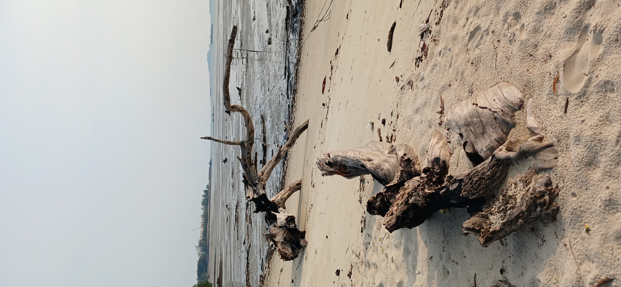 The image shows a beach with driftwood in Tanjung Balai Karimun, Indonesia. The foreground features large pieces of weathered driftwood on a sandy beach. In the middle ground, the sea has receded, exposing a muddy shoreline with smaller pieces of debris and a few posts sticking out of the mud. The background shows a distant treeline, a faint industrial structure, and the calm sea under a clear, overcast sky. The overall scene depicts a tranquil, natural environment with evidence of human activity and debris.