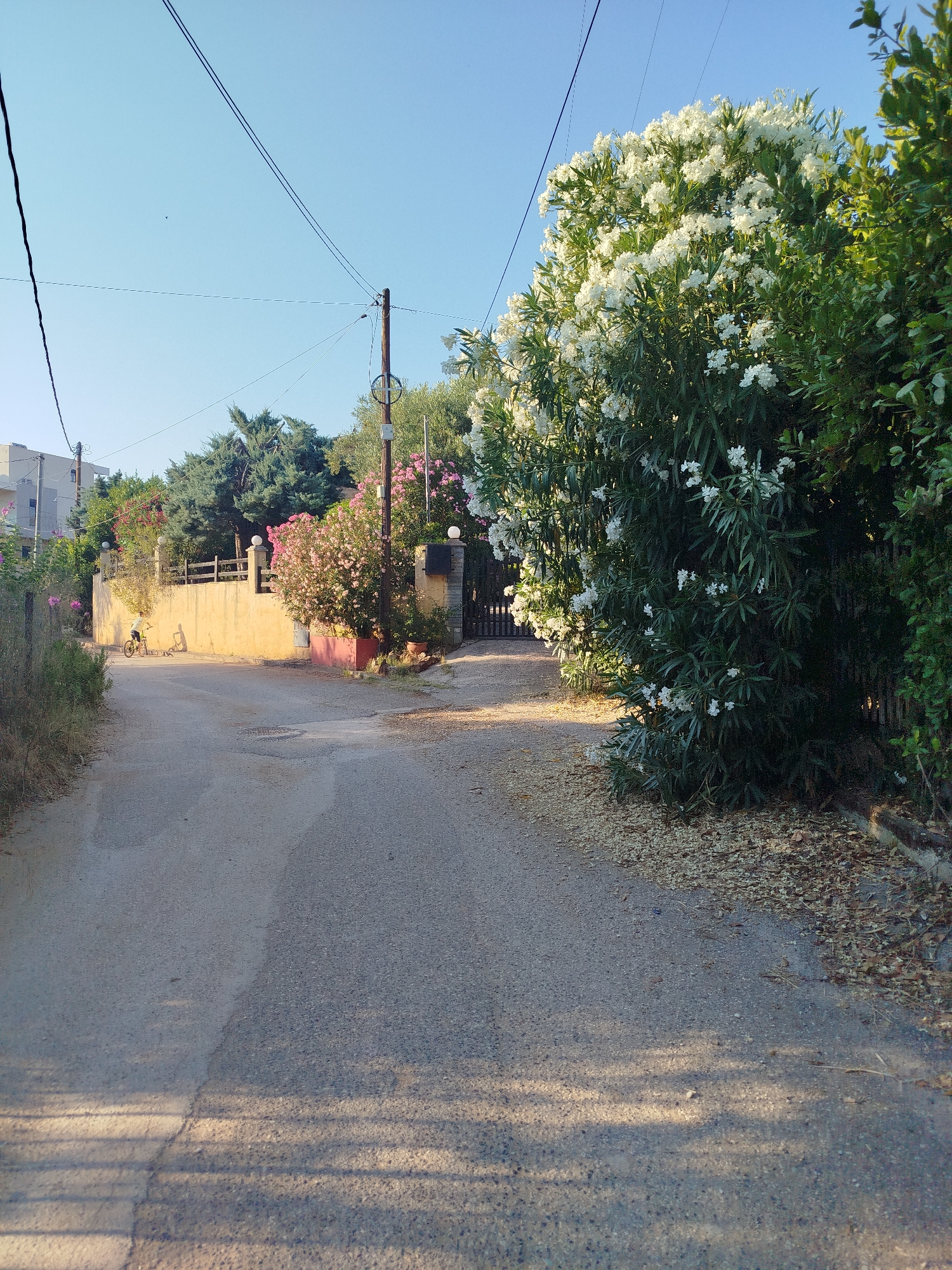 The image shows a narrow asphalt road in a rural or suburban area, possibly in Sithonia Municipal Unit, Greece, given the vegetation and architecture. A young person on a bicycle is visible on the left side of the road, near a low, yellowish wall. The wall is topped with a wooden fence and several posts. Lush green trees and flowering bushes, including a large white-flowering oleander, line the right side of the road and the area behind the wall. Overhead, power lines crisscross the clear blue sky, supported by a wooden utility pole. The road surface shows signs of wear and tear, with shadows from the surrounding foliage cast across it, indicating it is daytime. A dark metal gate is visible in the distance on the right, leading into a property. The overall impression is of a quiet, sunlit day in a Mediterranean landscape.