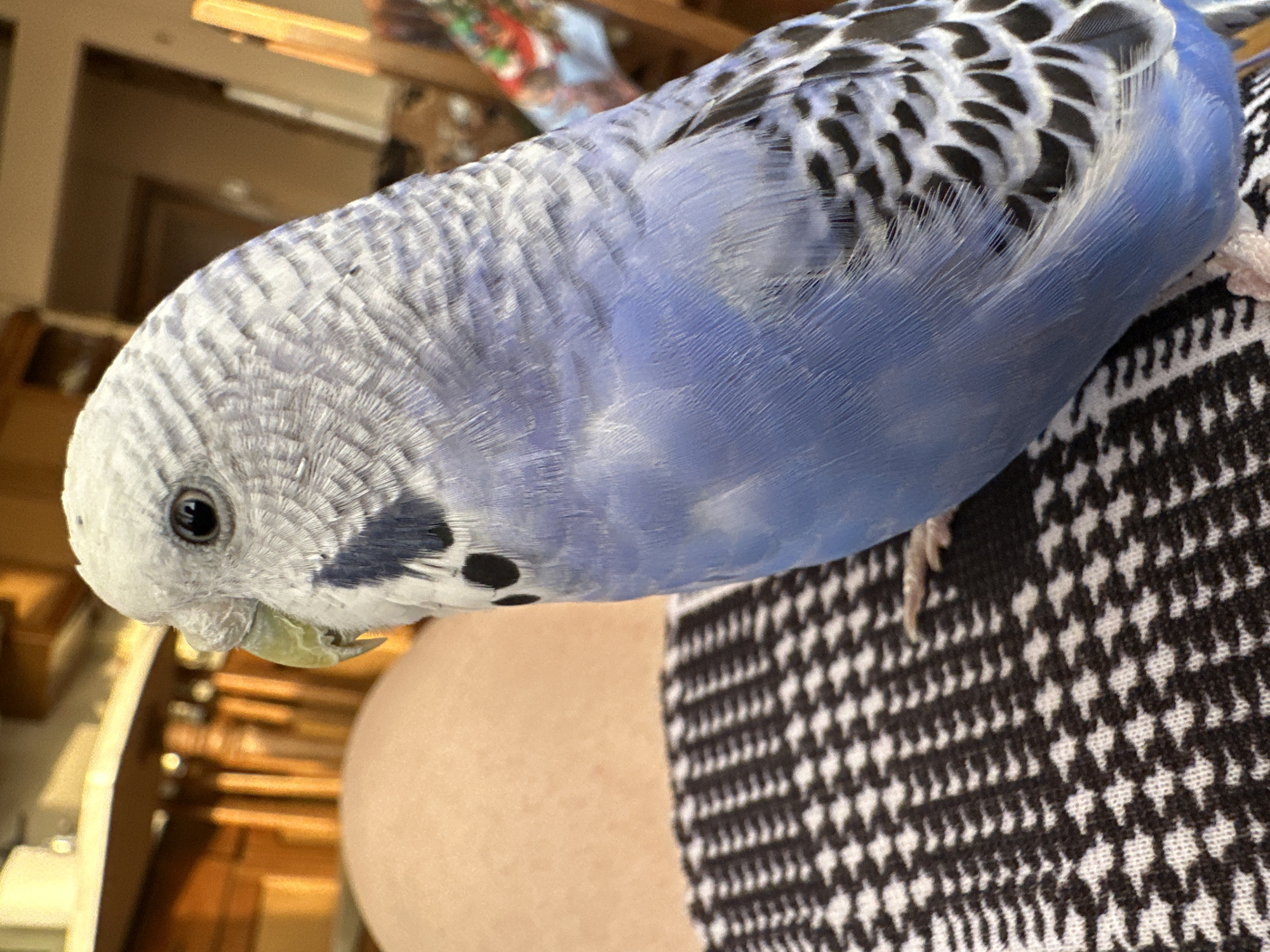 A budgerigar is perched on a person's lap. The bird is predominantly blue and white with black markings on its wings and head. It is facing left, with its eye clearly visible. The person's skin is visible on the left side of the frame, and they are wearing a black and white patterned cloth on their lap. The background is out of focus and appears to be an indoor setting with wooden furniture.