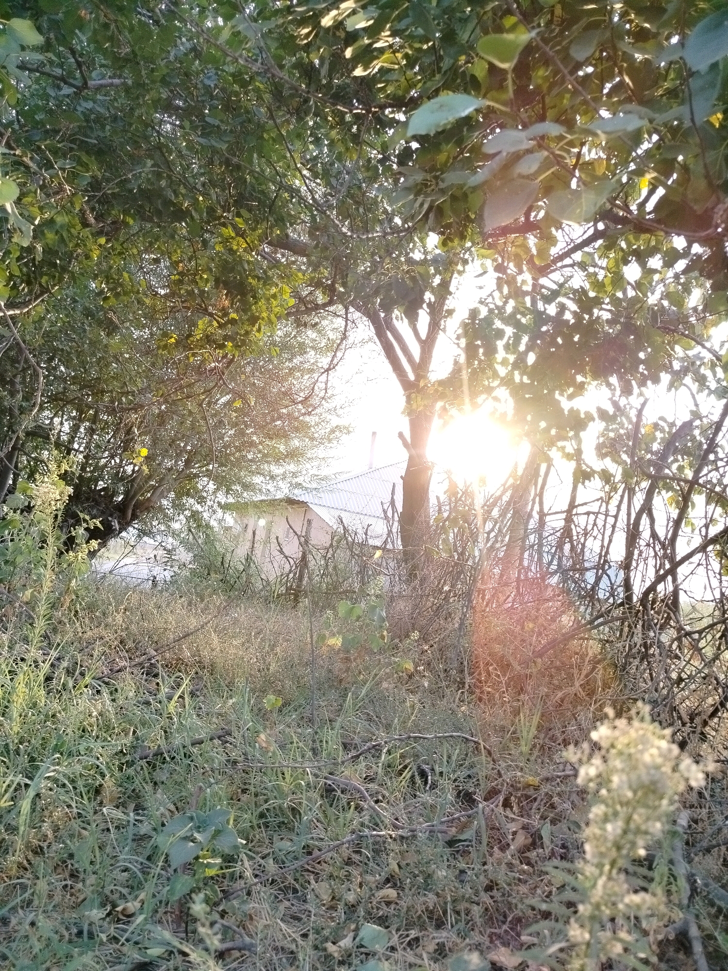 The image depicts an outdoor scene bathed in the warm glow of sunlight filtering through the branches of trees. The foreground is a dense collection of dry grass, fallen leaves, and thin branches, with some green foliage interspersed. A blurred white flower cluster is visible in the lower right corner. In the midground, the sunlight creates a bright lens flare. Behind the foliage and vegetation, a structure with a corrugated metal roof is partially visible, suggesting a building or shed. The overall environment appears rural or semi-rural, consistent with a location on the outskirts of a town like Көлкент, Kazakhstan, where there might be a mix of residential areas and undeveloped land. No people or specific actions are identifiable in the image.