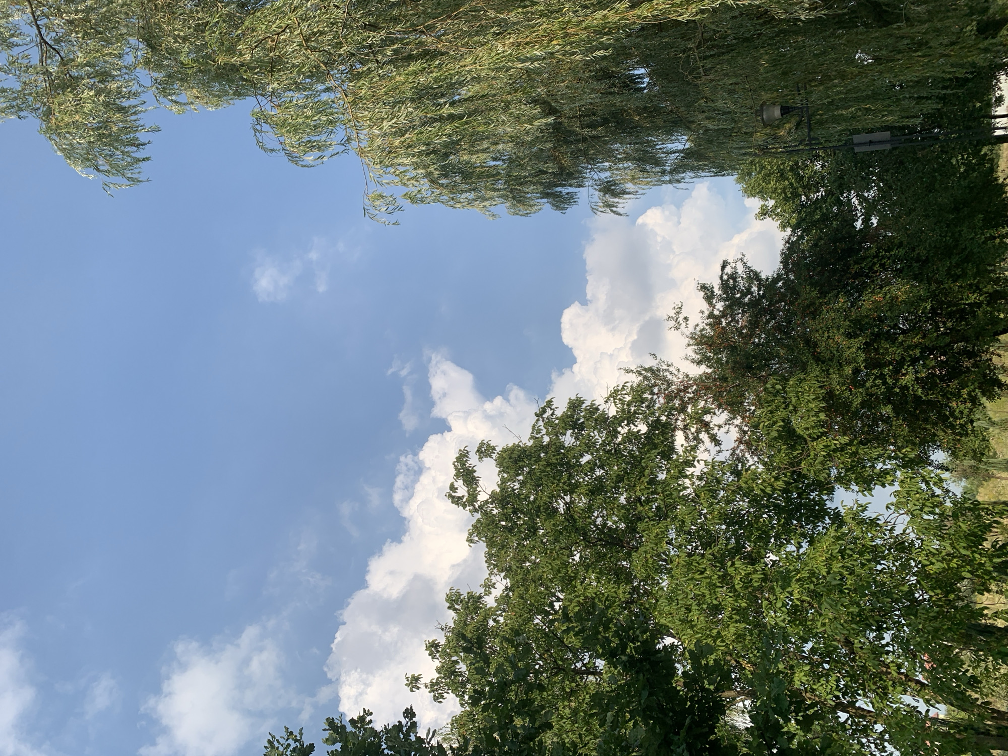The image depicts a natural scene with a focus on trees and the sky, taken from a ground-level perspective in Kolomyia, Ukraine. The sky is a clear blue with scattered white cumulus clouds. On the left side of the frame, a dense canopy of green deciduous trees is visible, their leaves appearing full and vibrant, suggesting a time of year like summer or early autumn. In the foreground, to the right, a weeping willow tree dominates the right side of the image, its long, pendulous branches reaching downwards, laden with slender green leaves. Beneath the willow, a dark lamppost with a single fixture is partially visible, hinting at an urban or park-like setting within the city. The overall impression is one of natural beauty within a developed area. There are no people or animals visible in the image, and no actions or interactions are depicted. The environment is predominantly natural, with the presence of trees and sky, accented by a man-made lamppost.