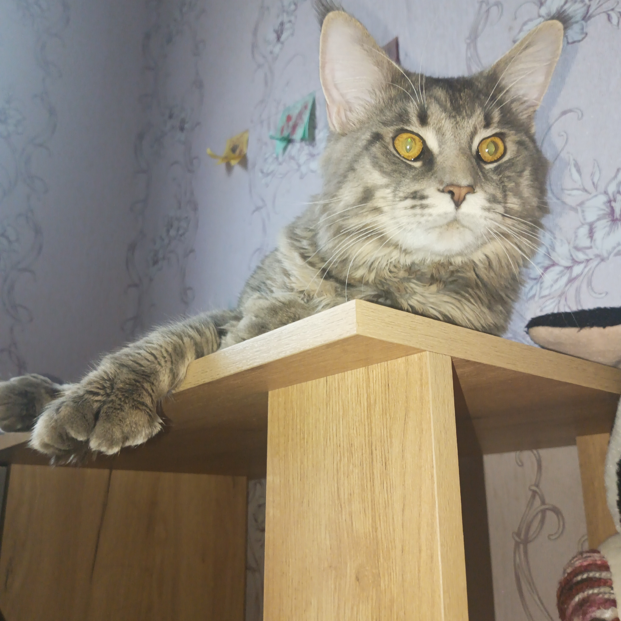 A Maine Coon cat is lying on a light-colored wooden cabinet or shelf. The cat is gray tabby in color and has golden eyes. Its left paw is hanging off the edge of the shelf. The background is a wall with light purple floral wallpaper. There are also some decorative origami-like paper figures attached to the wall. The cat's pose and direct gaze at the camera suggest a calm and relaxed demeanor. The location is Chaikovsky, Russia.
