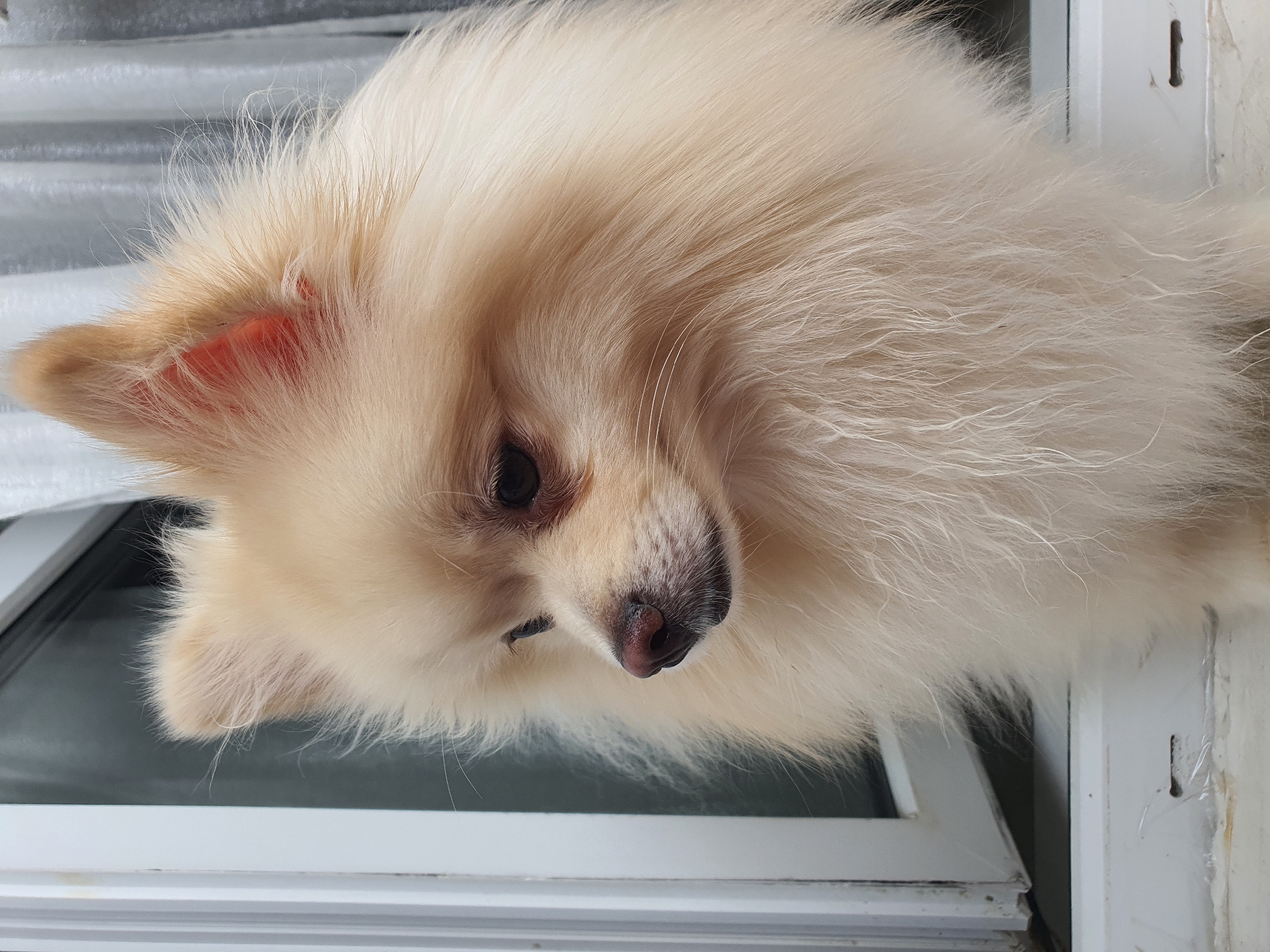 A close-up shot shows a light-colored Pomeranian dog with thick fur. The dog is positioned in front of a window with white trim, and a sheer white curtain is visible in the background. The dog's head is turned to the left, and it appears to be looking downwards. The lighting is natural, coming from the window. The image is sharp and clear, with a shallow depth of field that blurs the background and highlights the dog's features. The image has no discernible connection to Yuzhno-Sakhalinsk, Russia, or any urban environment.