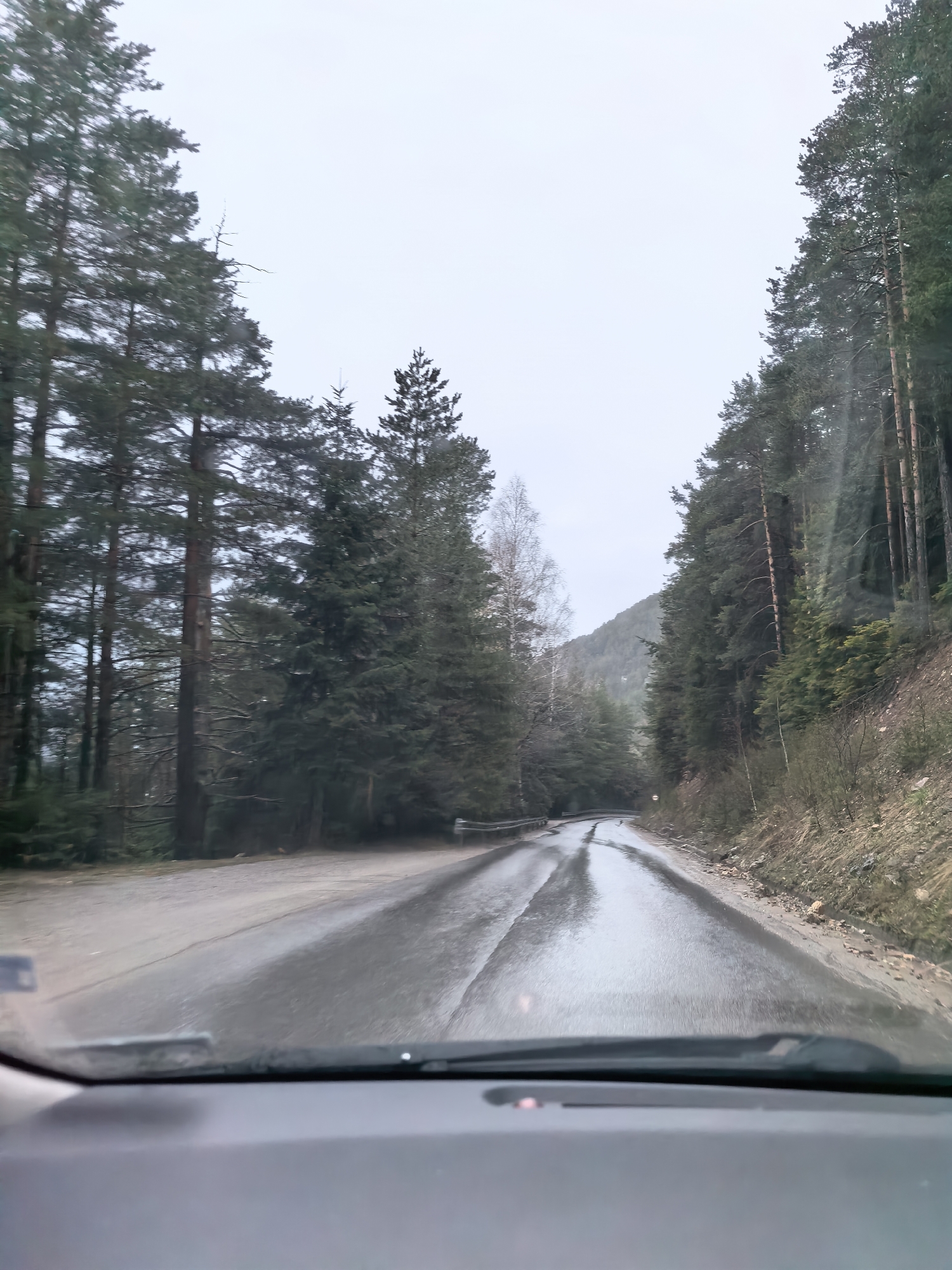 The image provides a first-person view from inside a vehicle, looking straight ahead down a wet, winding asphalt road through a dense forest. The car's dashboard and the lower part of the windshield, including wipers, are visible at the bottom of the frame.
The road surface is visibly wet and reflective, with distinct parallel tracks of standing water, suggesting recent rain or melting conditions. It curves gently into the distance, disappearing behind a bend on the left.
Towering evergreen trees, predominantly pines, line both sides of the road, forming a natural, dense corridor. On the left side, among the conifers, a few deciduous trees with bare branches and lighter bark are visible, one standing out prominently. To the right, the forest extends up a steep, rocky slope, indicating mountainous or hilly terrain. A distant mountain peak or large hill can be seen faintly through the trees and mist on the upper right.
The sky is overcast and appears bright but diffused, suggesting a cloudy day or perhaps early morning/late afternoon with dull lighting. There are no people or vehicles other than the one from which the photo is taken, visible in the scene. Small amounts of rocky debris and dirt are present on the roadside, particularly on the right bank. No discernible text or signage is clearly visible in the image.