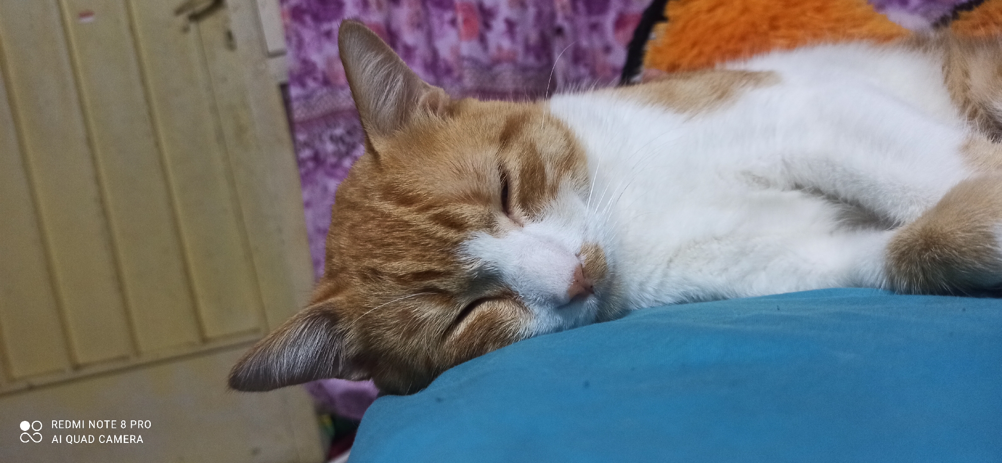 An orange and white cat is sleeping on a blue surface. The cat is lying on its side with its eyes closed. Its head is resting on the blue surface, and its body is curled up. The cat's fur is a mixture of orange and white. Its ears are pointed, and its whiskers are long and white. The background of the image is blurred, but it appears to be a room with some furniture. There are some text overlays on the bottom left corner of the image that read "REDMI NOTE 8 PRO" and "AI QUAD CAMERA".
The location is Sedati Agung, Indonesia.