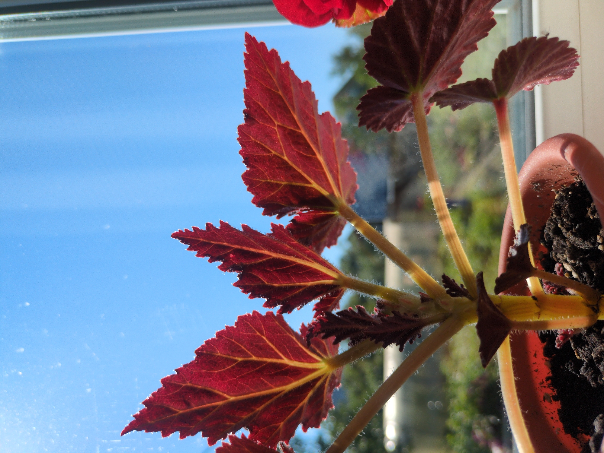 The image shows a close-up of a potted plant with striking red and yellow leaves, positioned near a window with a clear blue sky visible outside. The plant's stems are thick and fuzzy, and the leaves are serrated with prominent, lighter-colored veins. In the lower part of the image, a brown plastic pot filled with dark soil is visible. The background, seen through the window, shows a blurred outdoor scene with hints of green foliage and buildings, suggesting an urban or suburban environment. A small portion of a red flower is visible on the far right of the frame. The lighting suggests it is daytime, with sunlight illuminating the plant and casting a slight glare on the windowpane. There are no people present in the image. The location in Kulebaki, Russia, is not visually discernible from the image itself.