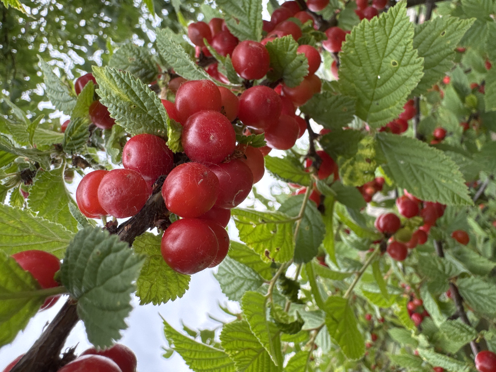 The image captures a close-up view of ripe, red cherries growing on a tree branch amidst lush green foliage. The cherries are clustered together, some appearing smooth and round, while others have a slightly fuzzy texture. The leaves are a vibrant green, with some showing signs of wear and tear, such as small holes. The branch itself is dark brown and appears gnarled. The background is a soft blur of green and white, suggesting an outdoor setting with diffused light. The overall impression is one of abundance and natural beauty. The location is identified as Мичуринское, Russia, which is known for its agricultural significance, particularly fruit cultivation.