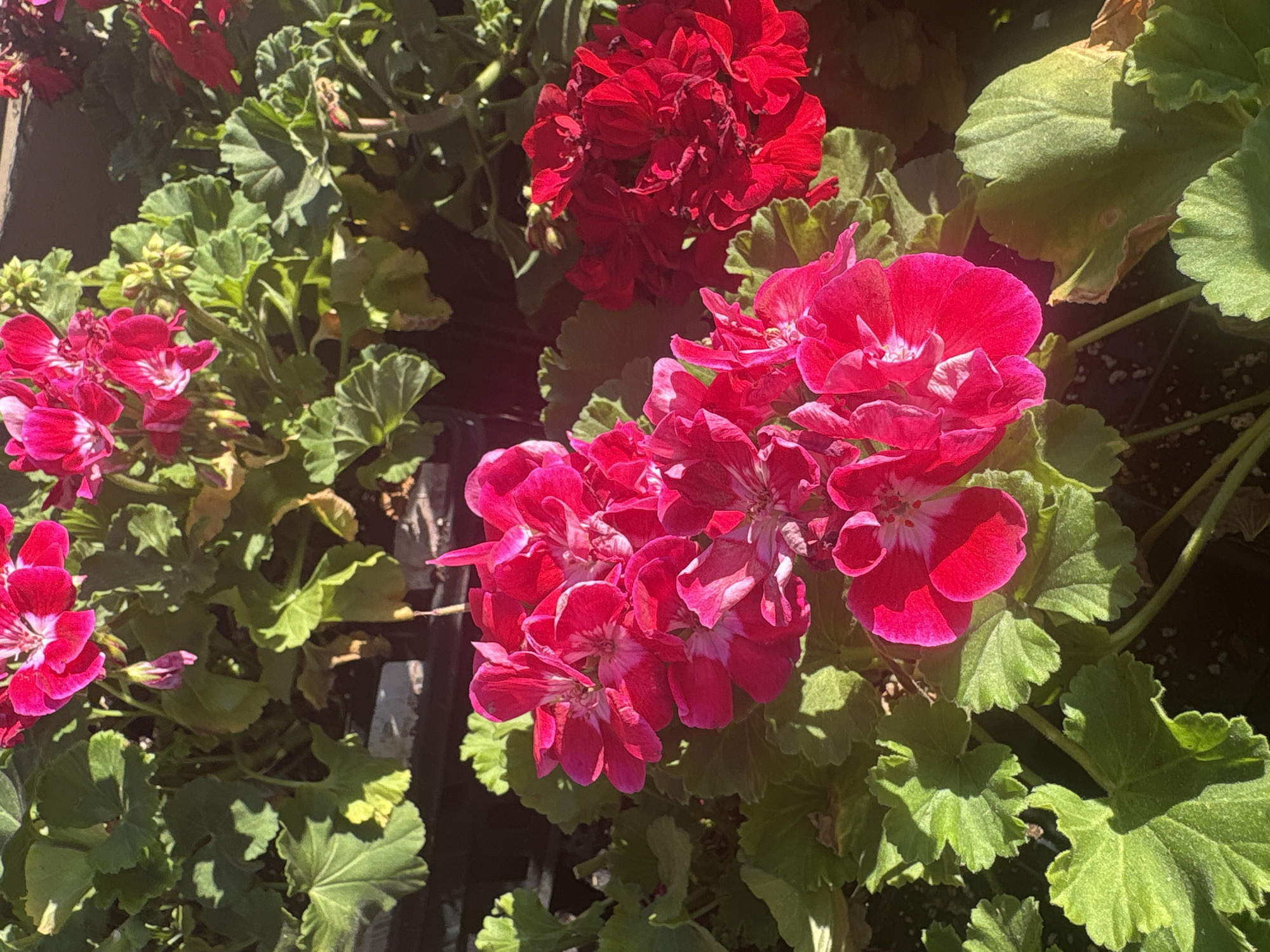 The image displays a close-up view of vibrant flowering plants, primarily geraniums, under bright natural light. The central focus is on clusters of fuchsia-pink to magenta flowers with lighter, almost white, centers. In the upper background, richer red geranium blooms are visible. These colorful flowers are interspersed among and surrounded by abundant green foliage, characterized by rounded, lobed leaves.
The lighting suggests a sunny daytime setting, with strong sunlight illuminating the petals and casting distinct shadows on some of the leaves, adding depth and texture to the scene. The background is a mix of darker green leaves, shadowed areas, and hints of dark soil or plant containers, indicating an outdoor garden, nursery, or potted plant arrangement. No people or visible text are present in the image. The overall impression is one of thriving, brightly colored blossoms.