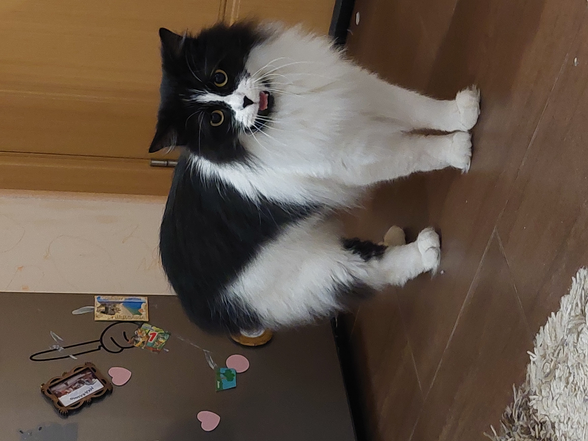 A black and white cat is standing on a brown wooden floor in what appears to be a kitchen. The cat is mostly white with black patches on its head, back, and sides. It has yellow eyes and its tongue is slightly sticking out. The cat is facing the camera with its front paws resting on the floor. Behind the cat to the left is a brown refrigerator with various magnets and decorations attached. A door or cabinet is visible behind the cat. A rug can be seen to the right of the cat. The location details are not provided in the image.