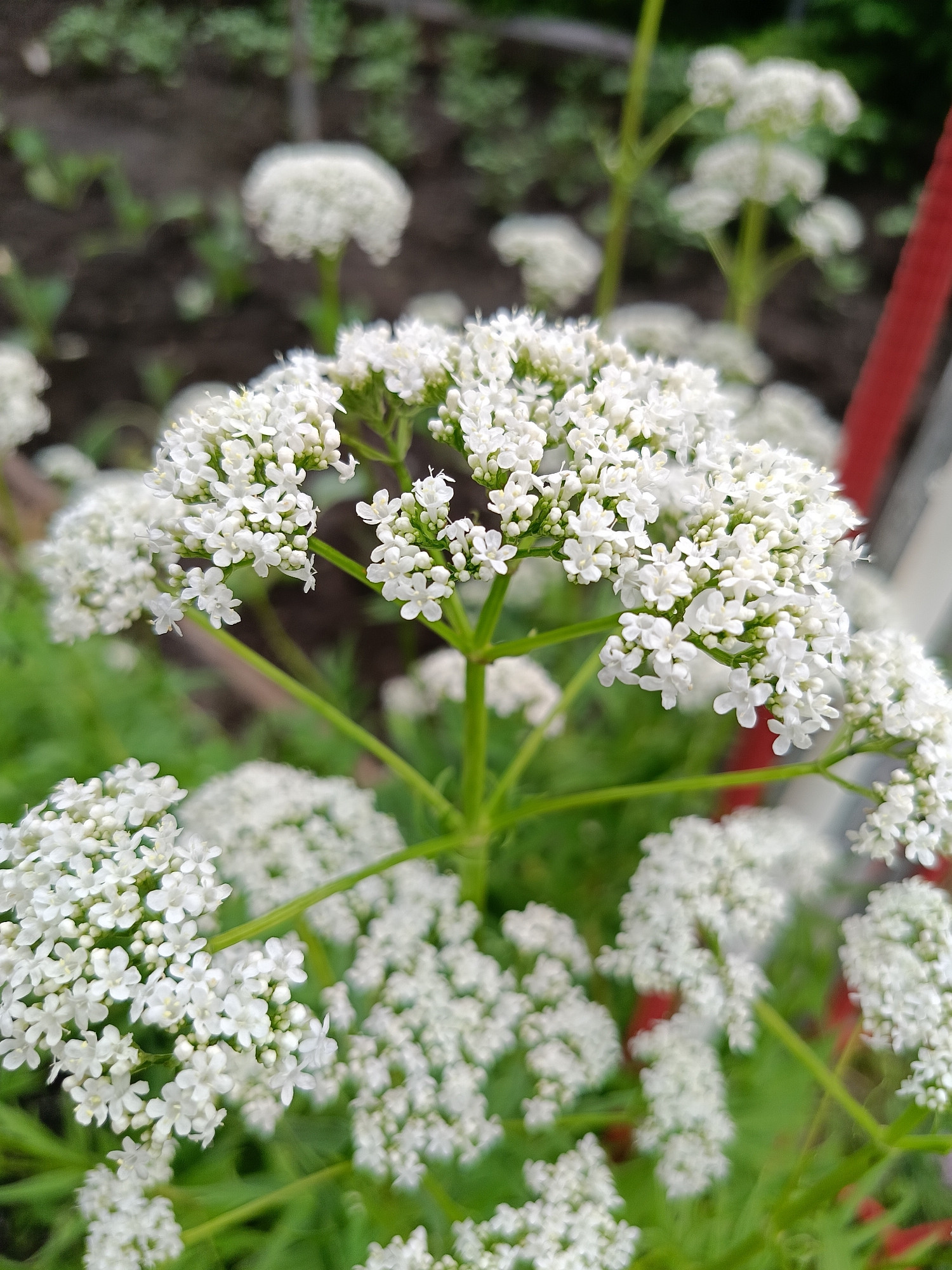 This is a close-up, eye-level photograph of a cluster of small white flowers, likely a type of yarrow or similar wildflower, blooming in an outdoor garden setting. The flowers are composed of numerous tiny white petals arranged in dense, rounded clusters. The foreground is dominated by the sharply focused white flowers, with their delicate green stems and leaves visible. In the background, the scene is blurred, showing hints of dark soil with some small green sprouts, indicating a garden bed. There are also out-of-focus green foliage and some indistinct shapes that could be other plants or garden structures. A thin, vertical red element, possibly a fence post or garden stake, is visible on the far right side of the image. The overall impression is one of natural beauty and growth in a garden environment, possibly in the village of Бархатово, Russia, given the context. No people or animals are present in the image, and no specific actions are depicted beyond the passive blooming of the flowers.