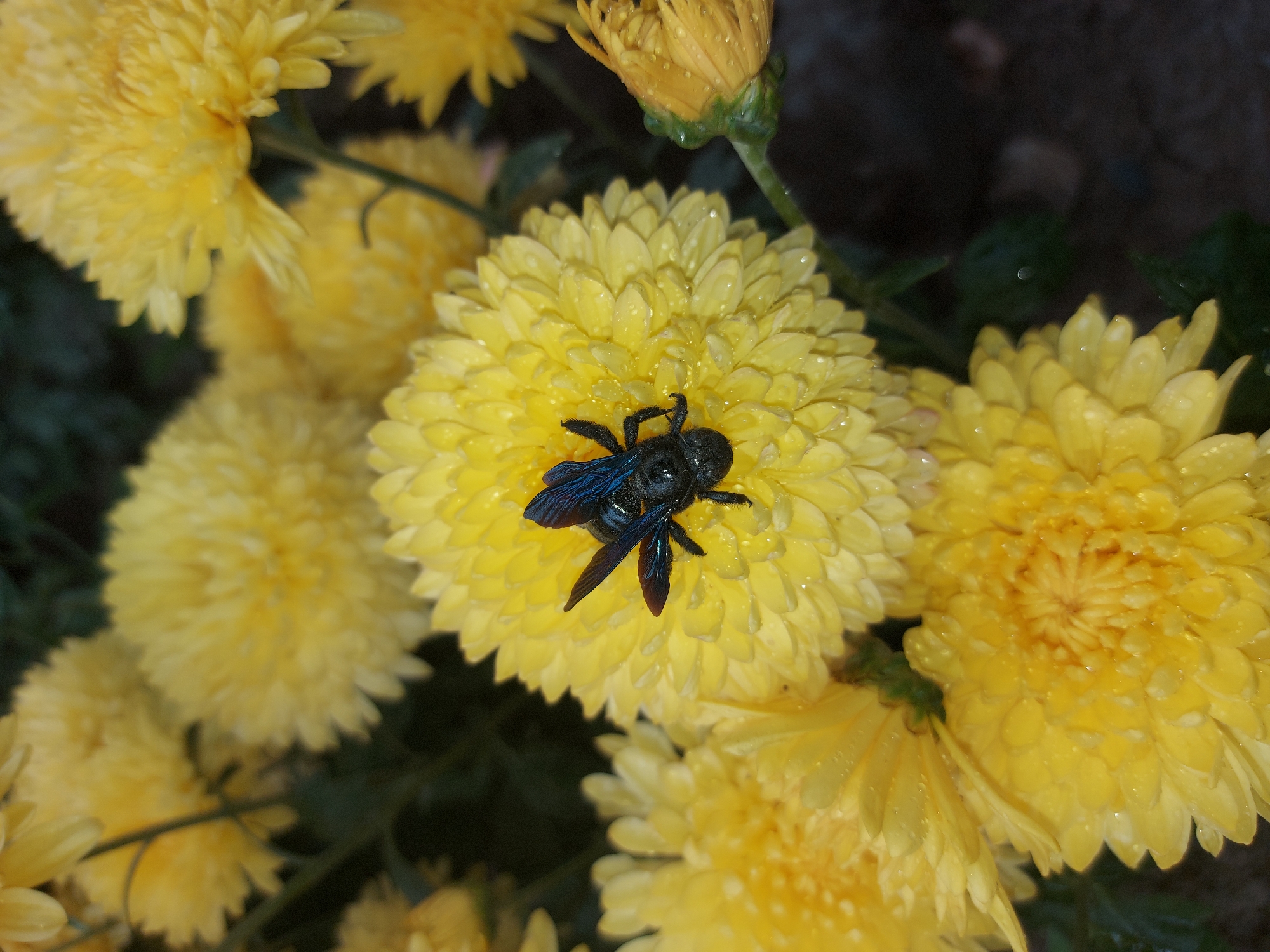 A close-up shot captures a dark, iridescent blue bee resting on a vibrant yellow chrysanthemum flower. The flower is covered in small water droplets, suggesting recent rain or dew. Several other yellow chrysanthemums, some in full bloom and others as buds, are visible in the background, along with dark foliage. The overall impression is one of natural beauty and the intricate details of insect and floral life. The image does not contain any information that would allow for its location to be identified within the city of 1-мая, Kyrgyzstan.