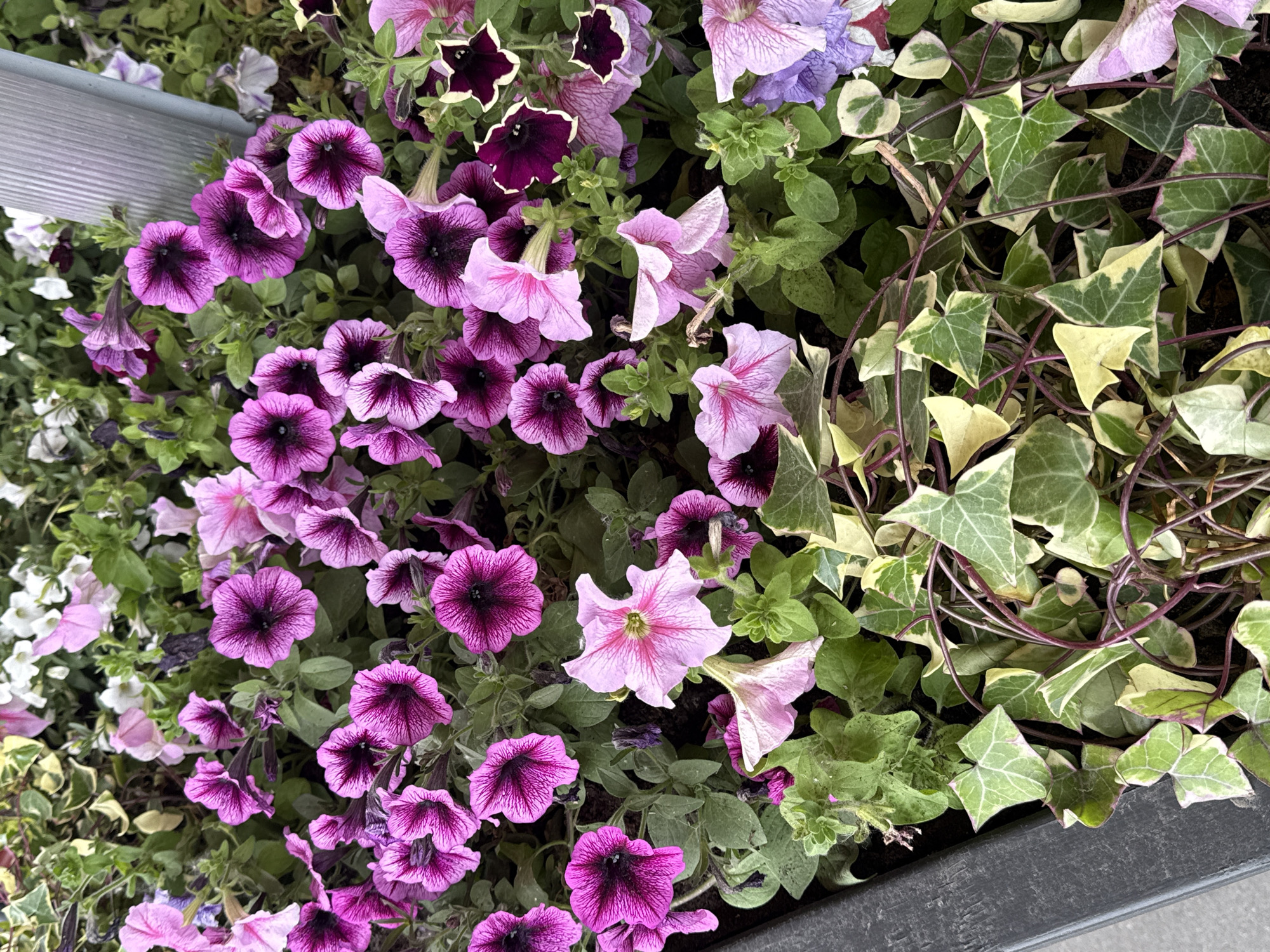 The image shows a close-up of a flowerbed. The flowerbed contains a variety of petunias in shades of purple, pink, and white. Some of the petunias have darker centers. There is also a type of ivy with green and yellow variegated leaves. The flowers and ivy are planted in a dark-colored container. The exact location within Moscow, Russia is not identifiable from the image. No people, subjects, or specific actions are visible.