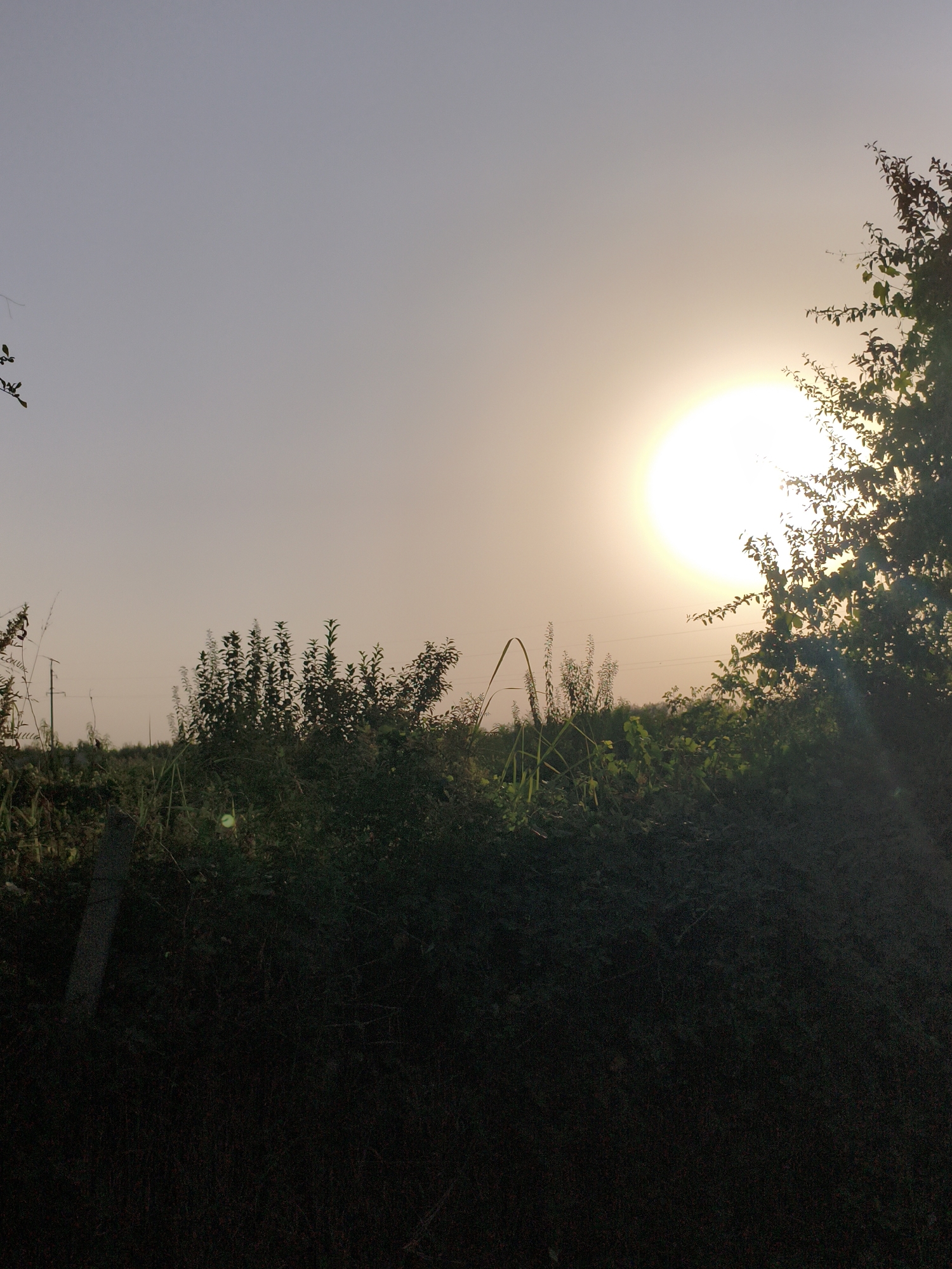 The image depicts a rural scene at dusk in Механизатор, Tajikistan. The sun, a bright, diffused orb, is low on the horizon and partially obscured by the silhouette of a tree on the right side of the frame. The sky is a gradient of pale yellow and grey. In the mid-ground, there is a dense line of dark green vegetation, appearing as a low hedge or thicket, with some taller stalks of grass or reeds scattered throughout. The foreground is dominated by a dark, shadowy area of what appears to be dense undergrowth or ground cover, with a vertical wooden post visible on the far left. The overall atmosphere is serene and natural, with no people or structures visible.