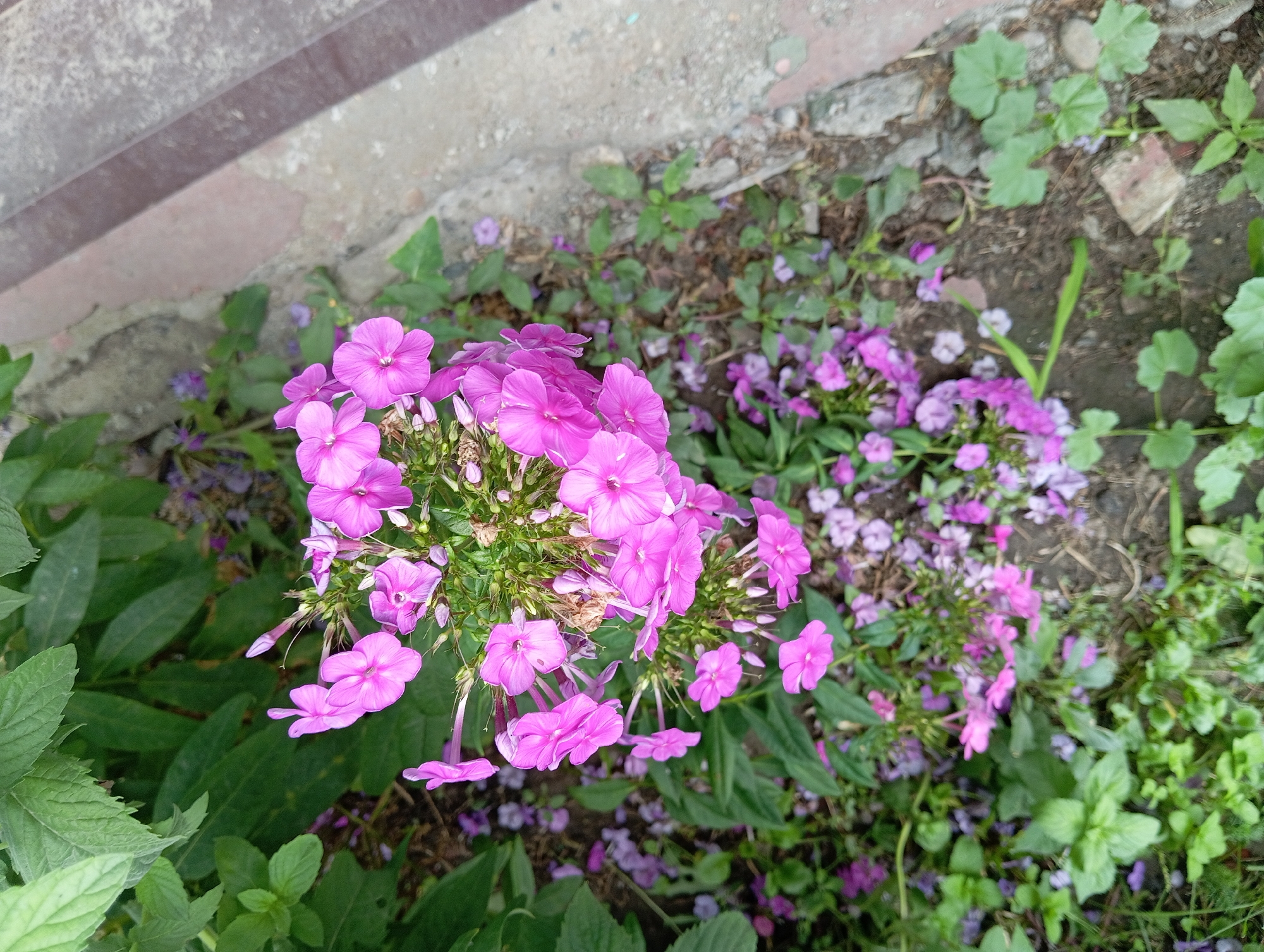 The image shows a cluster of pink phlox flowers growing amongst green foliage. To the right of the flowers, there is a concrete curb and sidewalk, suggesting an urban or suburban setting. The ground is covered with soil, some scattered purple petals, and other small green plants. The overall scene depicts a garden or roadside area in the city of Barnaul, Russia. There are no people or animals visible in the image.