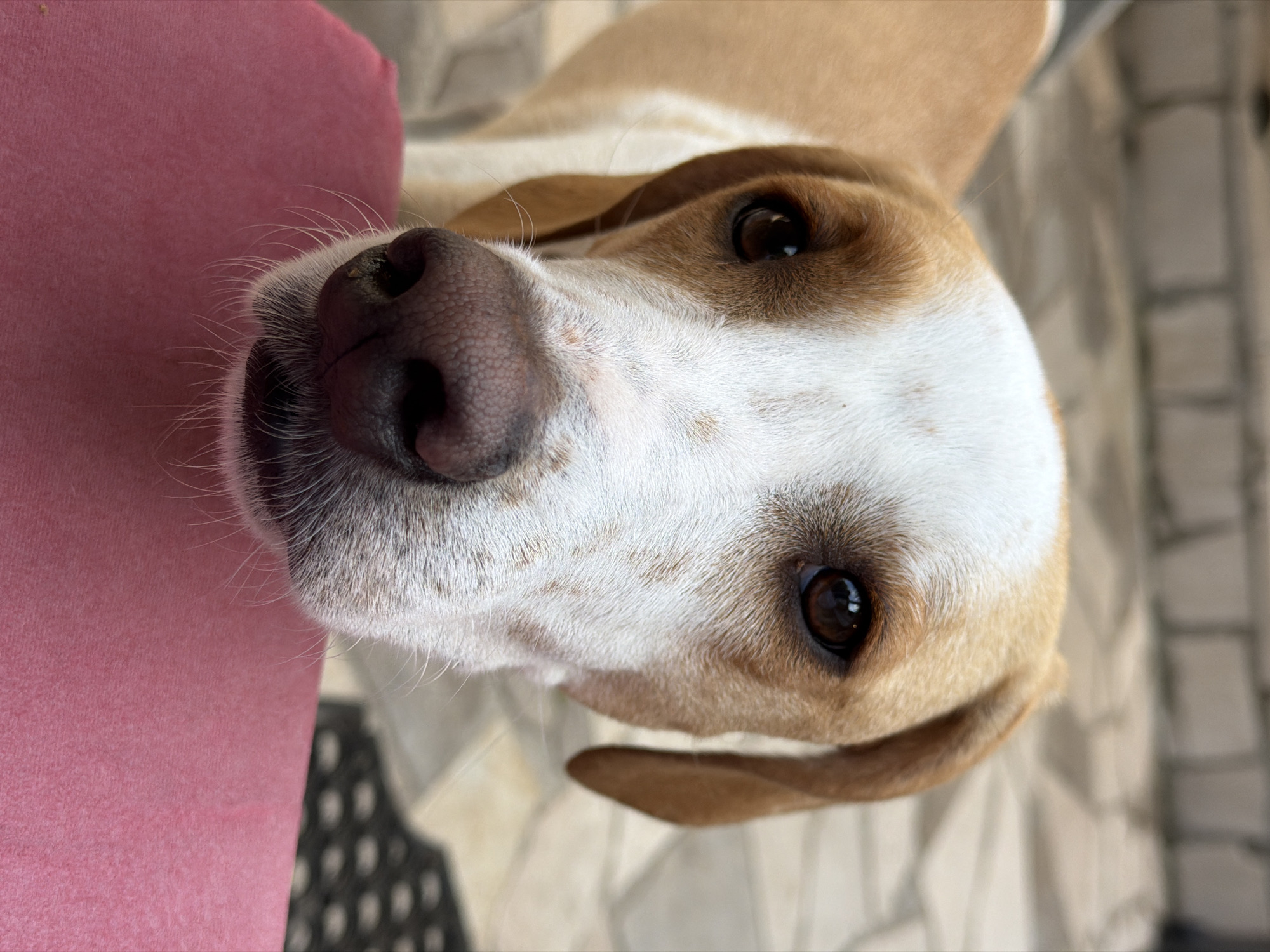 This is a close-up, vertically oriented photograph of a dog's face, with the camera positioned very low and tilted. The dog has light brown and white fur. Its nose is dark and wet, with prominent whiskers. The dog's eyes are dark brown and appear curious and attentive. The left side of the image is dominated by a bright pink, textured surface, likely a cushion or piece of fabric. The background is blurred but suggests an outdoor setting with pale, tiled flooring and a brick wall. The lighting appears natural, indicating it might be daytime. The overall mood is intimate and focuses on the dog's expression. There is no visible text. The provided location context is Njeguši, Montenegro.