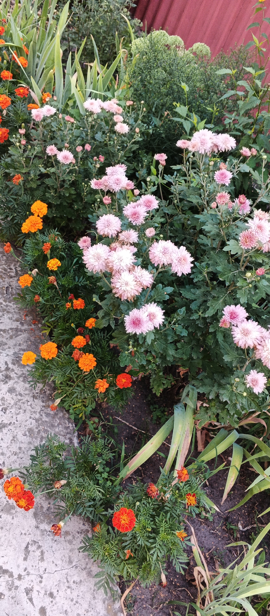 This is a vertical, eye-level, outdoor, medium shot of a flowerbed in Smila, Ukraine. The flowerbed contains a variety of flowering plants, primarily chrysanthemums and marigolds, with some other foliage. The chrysanthemums are predominantly light pink, with some buds and fully bloomed flowers visible. The marigolds are a bright orange and red color, with smaller, more tightly packed petals. The plants are growing in a garden bed adjacent to a concrete pathway. In the background, there is a dark green, dense shrub and a red-colored wall or fence. The overall impression is of a well-maintained garden. There are no people or animals visible in the image. The lighting suggests it is daytime, with soft shadows indicating overcast conditions or late afternoon sun.