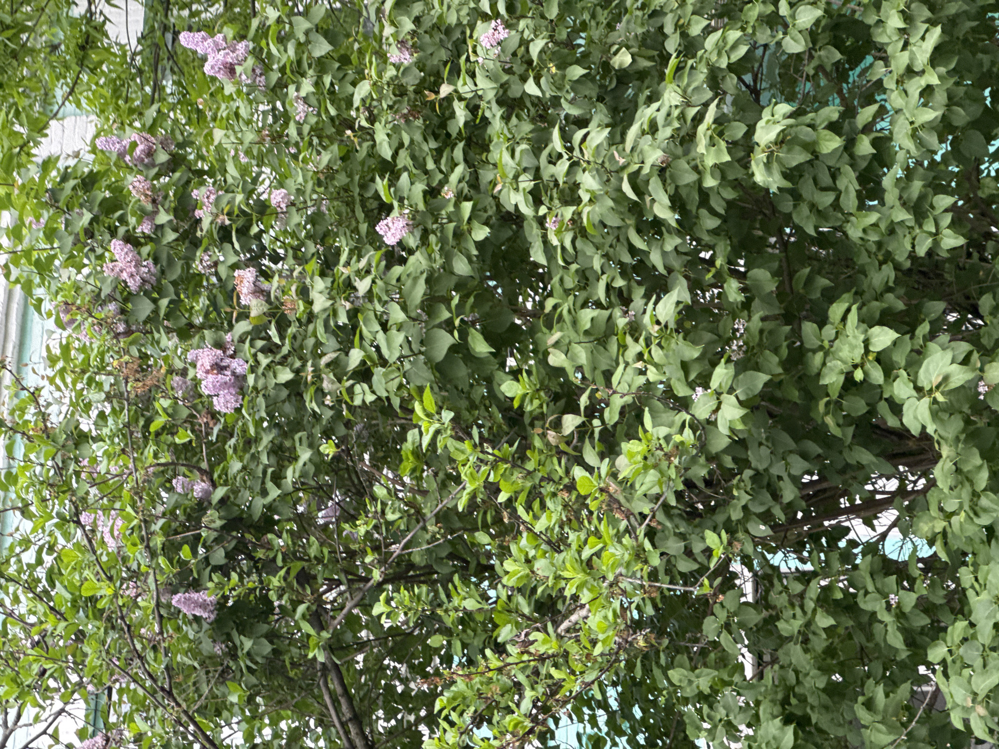 The image depicts a lilac bush in partial bloom, with clusters of light purple flowers visible among the green leaves. The bush appears to be growing near a building, with a portion of the building visible behind the foliage. Based on the location metadata (Akhieli, Georgia), the environment suggests a residential or urban green space. The scene shows no people or specific actions. The primary subjects are the lilac bush and its blossoms.