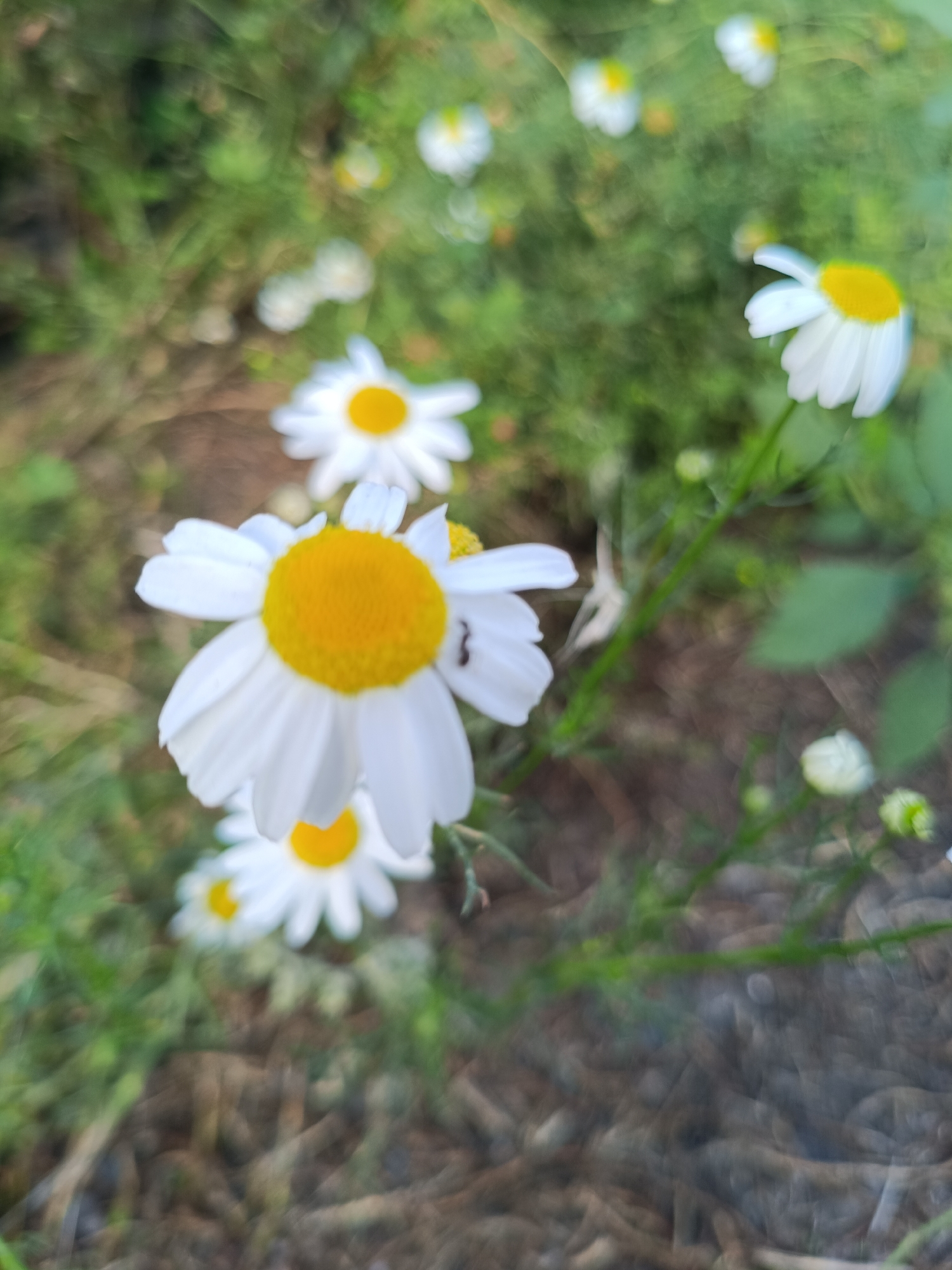 A close-up, vertical, outdoor shot features a cluster of white daisies with yellow centers in a garden. The daisies are slightly out of focus, with some in sharp relief and others blurred. The background consists of green foliage and brown soil. The lighting appears to be natural daylight, possibly late afternoon. The image conveys a sense of natural beauty and tranquility. The precise location of Khanzhino, Russia is not discernible from the image.