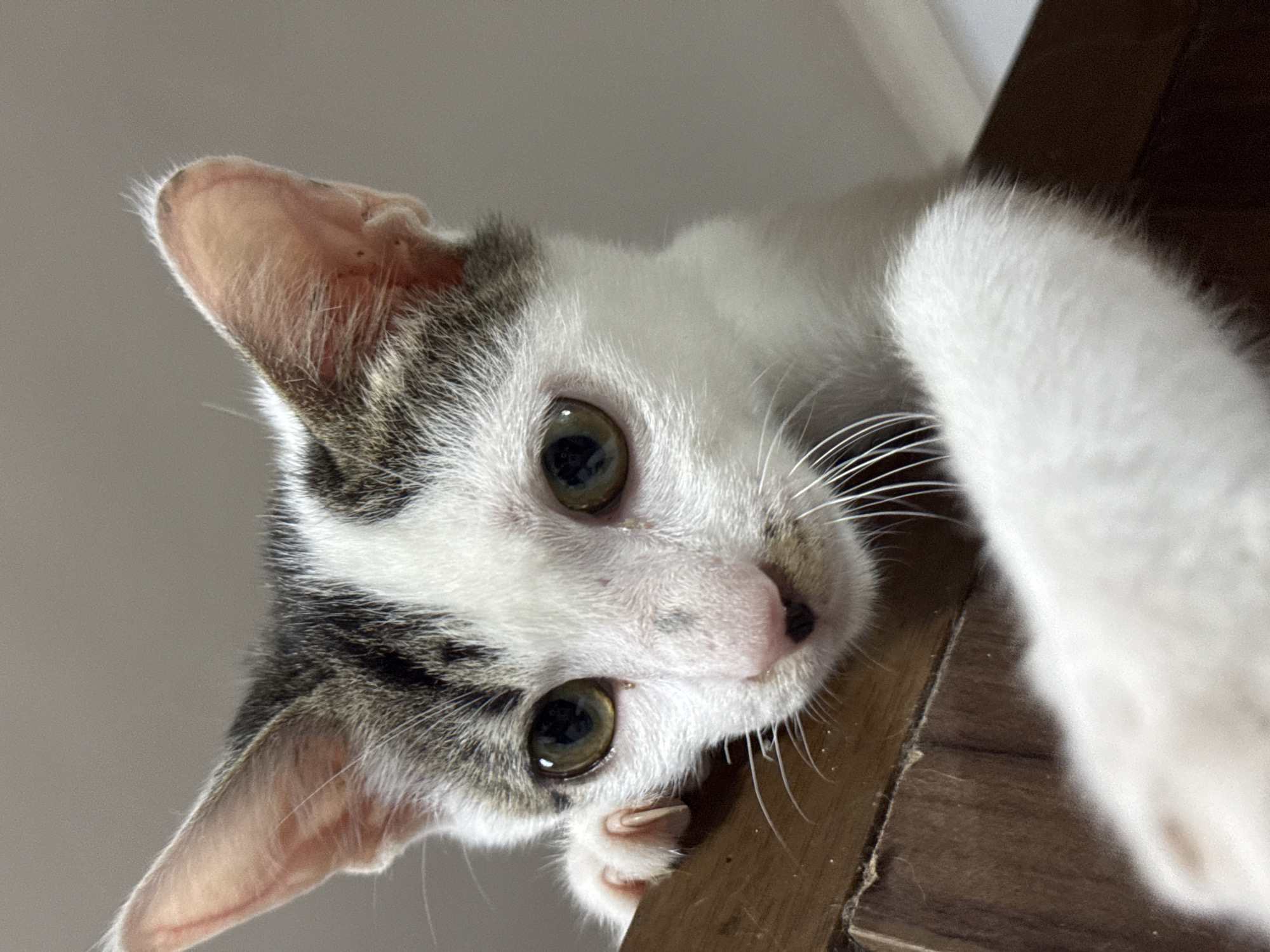 A close-up, upward-angled photograph features a kitten with white and grey markings. The kitten's face is positioned near the top of a dark-brown wooden surface. The background is a solid, neutral color. The location is not discernible from the image.