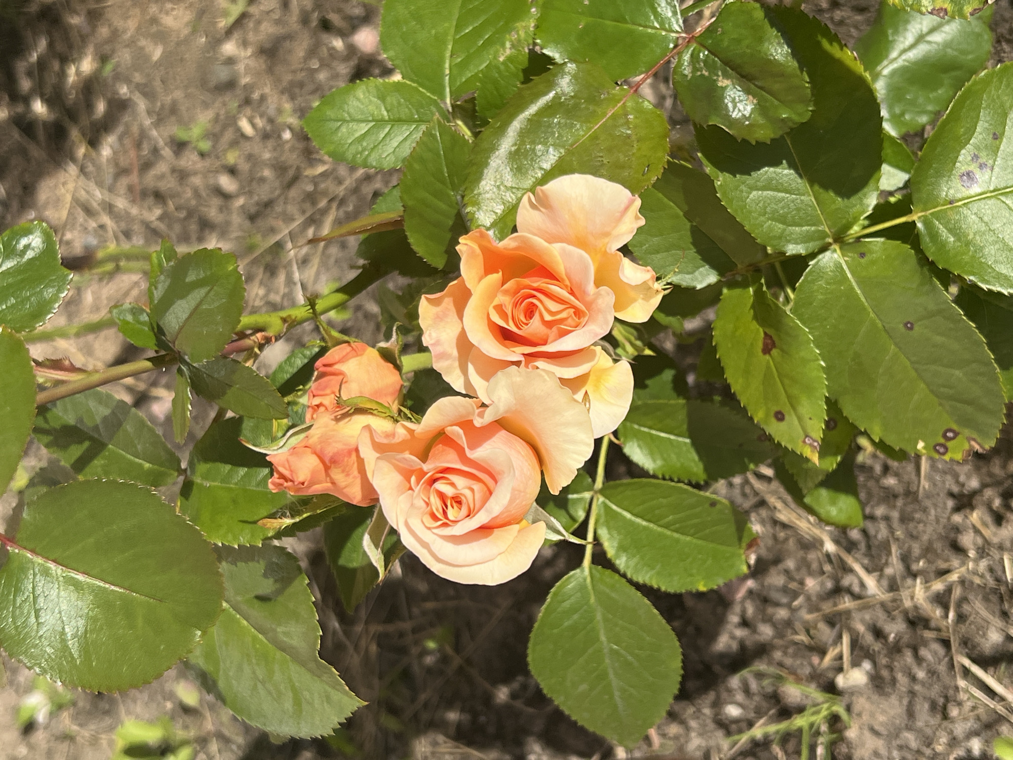 In Otradnoye, Russia, two peach-colored roses bloom vibrantly amidst lush green foliage. The roses are in various stages of opening, with one fully bloomed and displaying its delicate petals, while others are still in bud. Sunlight casts shadows through the leaves, dappling the dry, earthy ground below. The scene is a close-up shot of a rose bush, capturing the intricate details of the flowers and leaves.