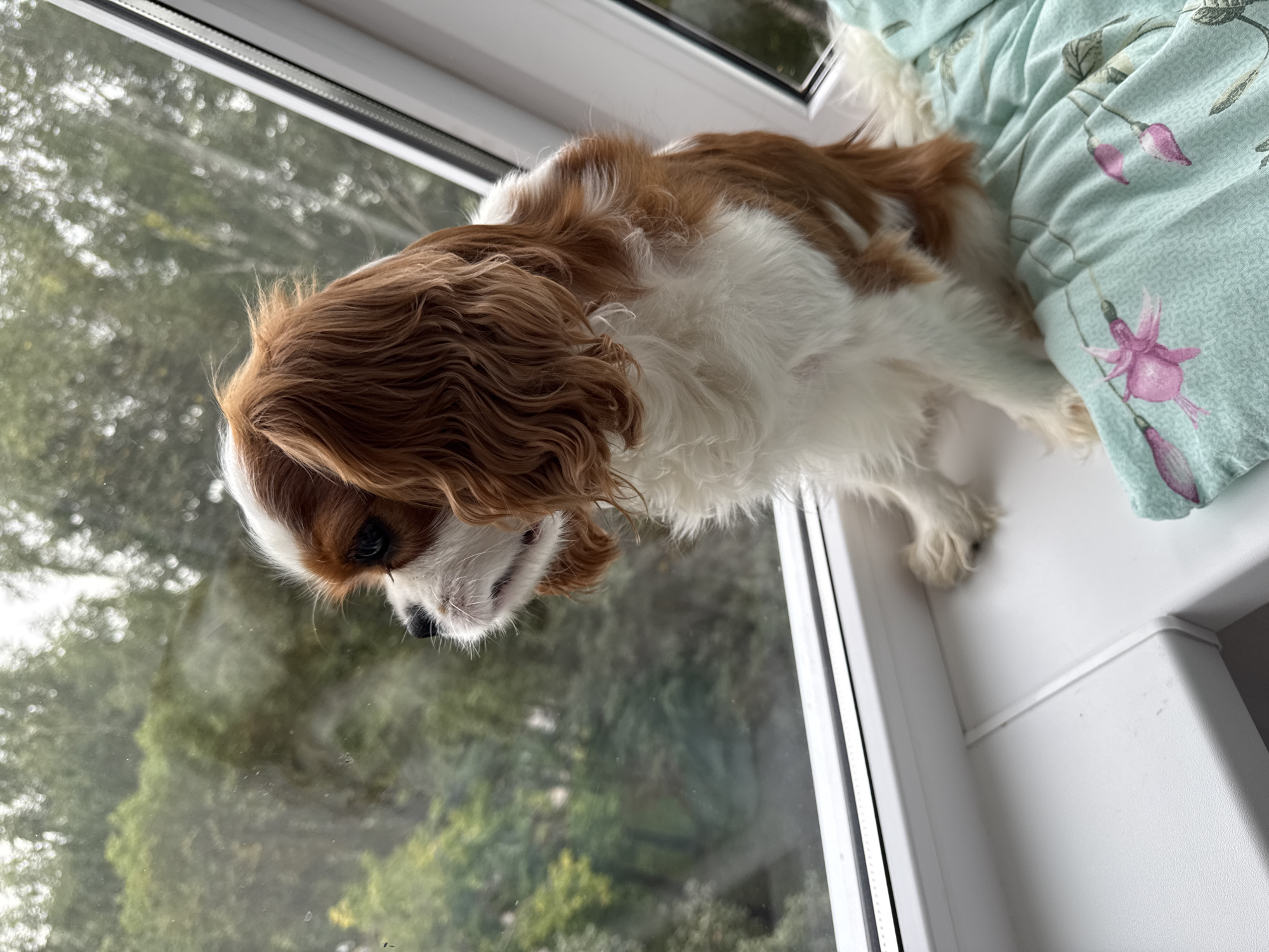 A Cavalier King Charles Spaniel dog sits on a white windowsill, looking out a window at trees. The dog is predominantly white with reddish-brown markings on its head, ears, and back. It is facing left, with its head turned slightly upwards and to the left. The dog's tail is not visible. In the foreground, a light teal fabric with a floral pattern, featuring pink flowers, is draped over the windowsill. The window looks out onto a blurry background of green trees. The lighting is natural and appears to be overcast. The location is unknown.