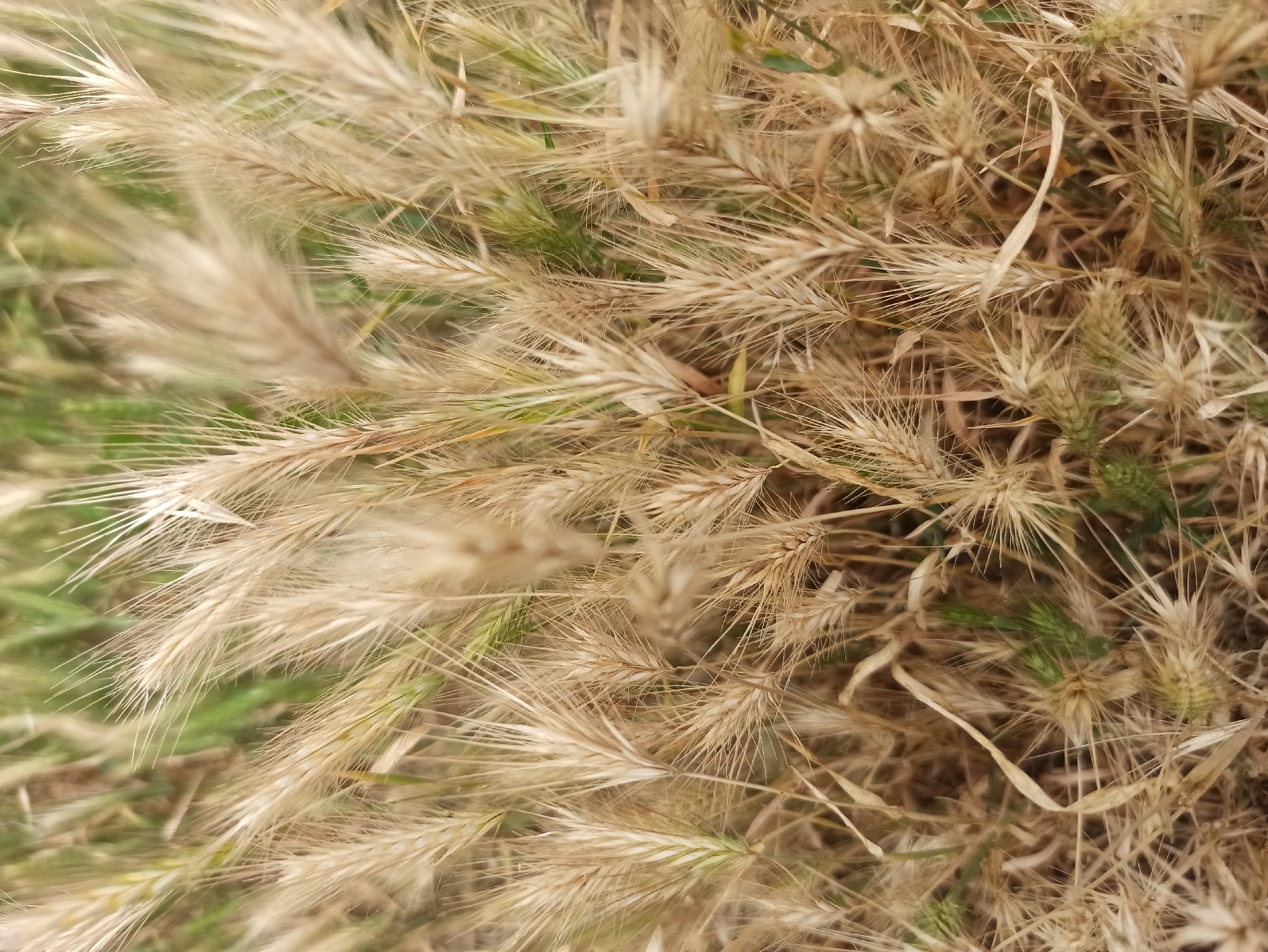 This is a close-up, overhead shot of dry grass and some green sprigs. The dry grass stalks are a light tan and appear brittle, with many thin, spiky seed heads. Some of these seed heads are facing upwards and are in focus, while others are blurred due to the shallow depth of field. Interspersed among the dry grass are a few vibrant green blades of grass, providing a contrasting color. The overall impression is of a wild, untamed patch of vegetation, possibly a field or roadside. The lighting suggests it might be daytime, with natural light illuminating the scene. There are no people, objects, or text visible in the image. The focus is entirely on the textures and colors of the natural elements.