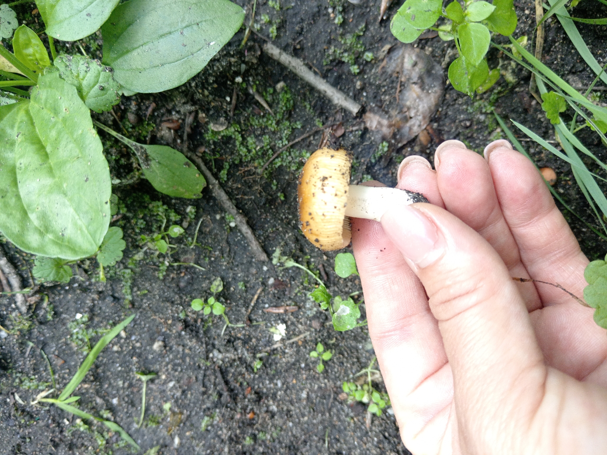 A close-up shot shows a person's hand gently holding a small, light brown mushroom with a pale stem. The mushroom has faint dark speckles on its cap and is positioned against a background of dark, damp soil interspersed with small green plants and blades of grass. The scene appears to be outdoors, possibly in a natural or garden setting. The lighting suggests it may be overcast or shaded. No specific location in Belogorsk, Russia, can be determined from the image alone.