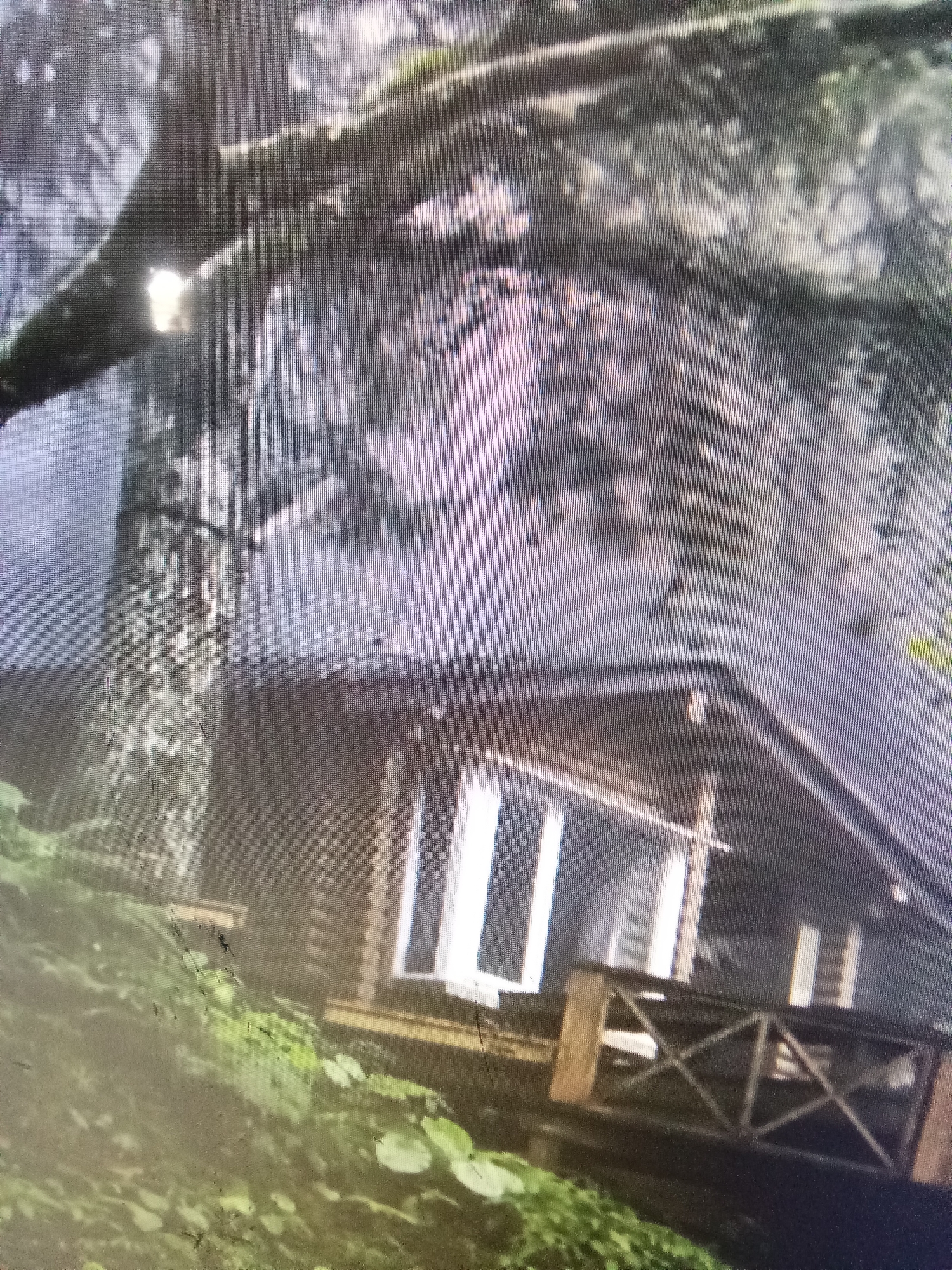 An over-the-shoulder shot shows a rustic wooden cabin nestled on a grassy slope, partially obscured by the trunk and branches of a large tree. The cabin has a dark wooden exterior with several large windows, some of which appear to be French doors. A wooden deck with a crisscross railing extends from the front of the cabin. The scene is lit by natural light, with a visible glare on the cabin's windows. The image is grainy and appears to be a digital capture. The location is identified as Рощин ауылдық округі, Kazakhstan.