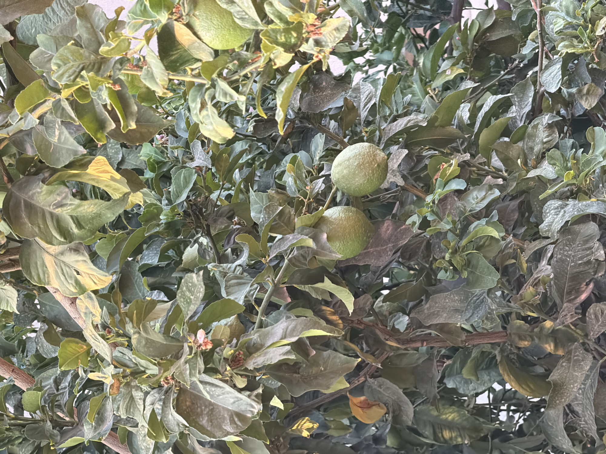 The image shows a close-up view of a lemon tree with several green lemons and leaves. The tree is dense with foliage, and some of the leaves appear dusty or have a whitish coating. There are also a few small pink blossoms visible. The lighting suggests it is daytime, possibly late afternoon given the shadows. The scene appears to be outdoors in a residential or garden setting. No people are visible in the image. The overall impression is of a mature lemon tree bearing fruit. The location is specified as Gedera, Israel.
