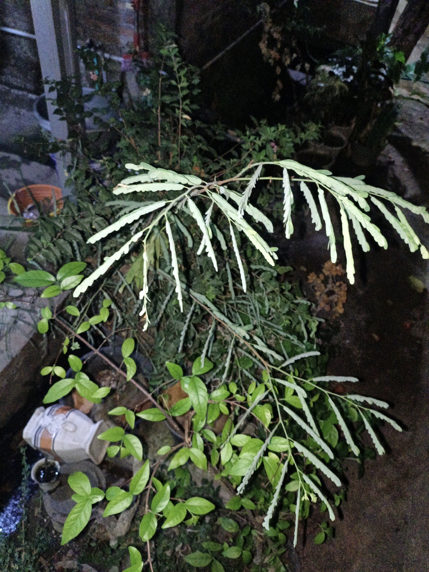 A close-up, eye-level shot of a leafy plant in a dark, outdoor setting, possibly a garden or courtyard in Cikal, Indonesia. The plant features two distinct types of foliage: a larger, feathery, light green leaf structure extending from the top right and a smaller, rounded, darker green leaf structure in the lower left. The background is a mix of dark foliage, a rough, brown surface, and a glimpse of a white and orange ceramic pot with a small black object inside, suggesting a cultivated, though slightly overgrown, environment. The lighting is dim, with some ambient light illuminating the leaves. No people are visible, and the scene is still.