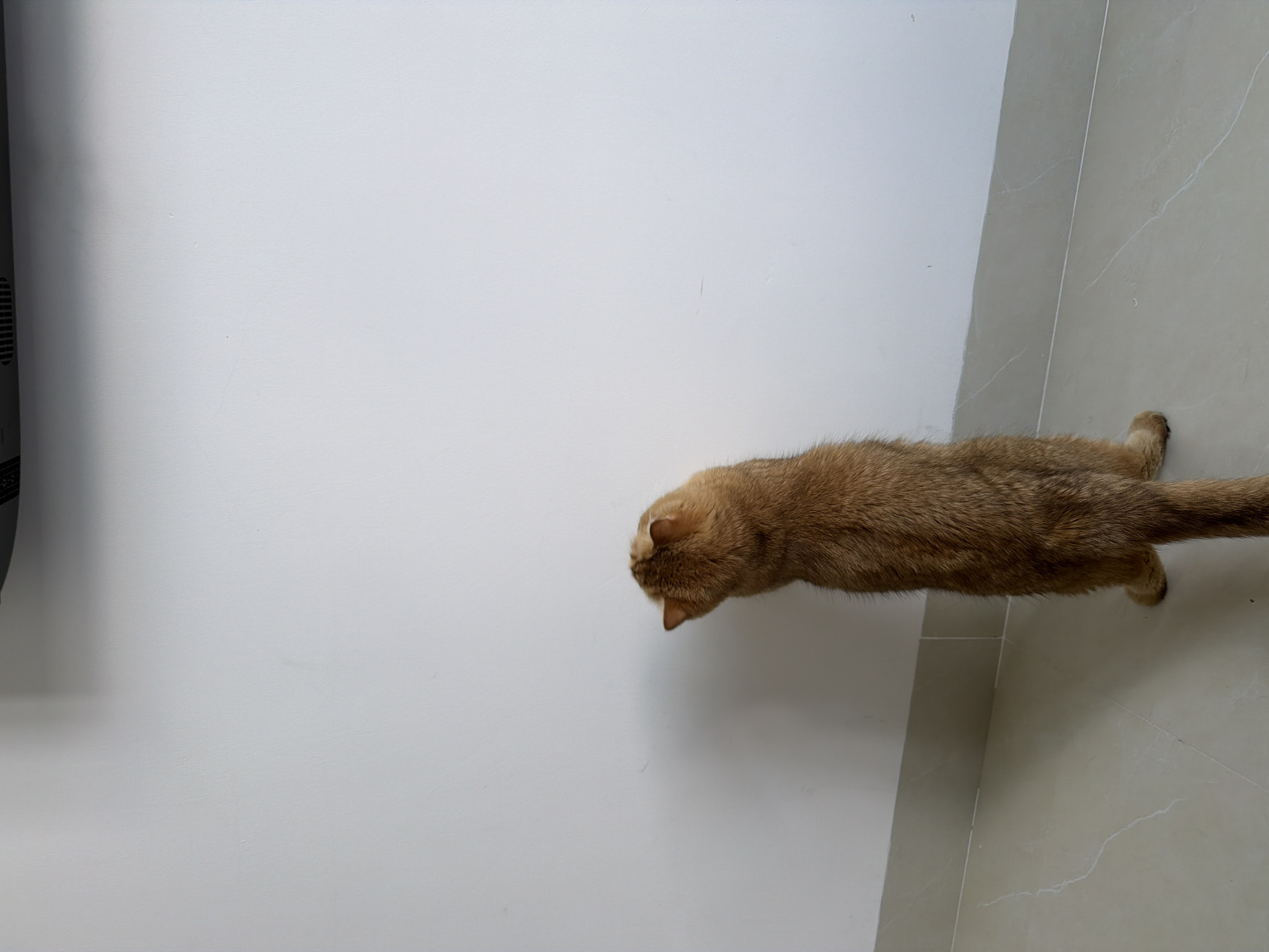 A tan cat is stretching or laying on a light grey tiled floor and near a white wall. The environment appears to be an indoor setting. The location in Đà Nẵng, Vietnam is undetermined from the image.