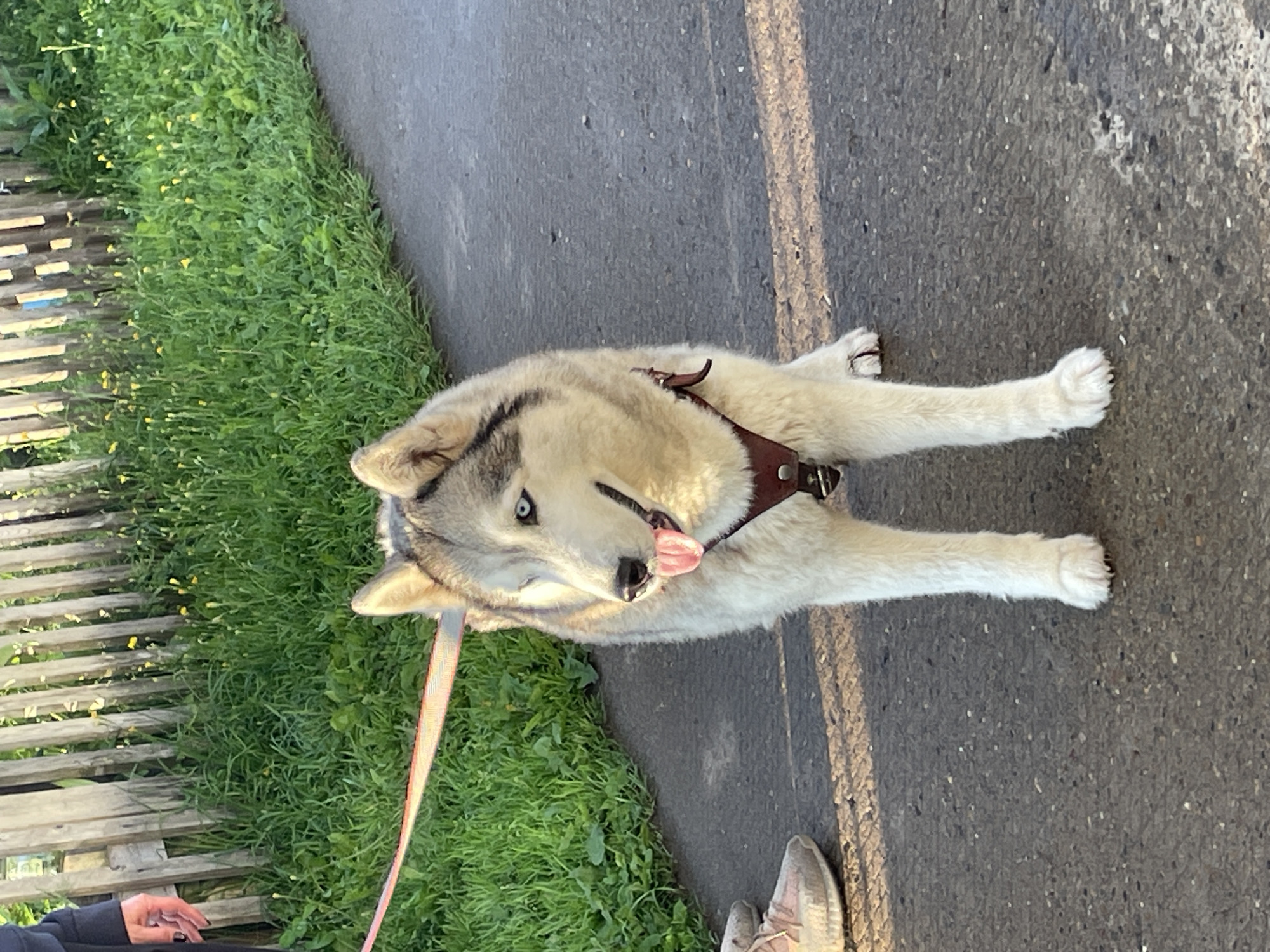 A Siberian husky stands on an asphalt path with a leash attached. The dog has distinctive blue eyes and is wearing a brown harness. Behind the dog is a grassy area with a wooden fence. The sun is casting shadows on the path, indicating it is likely late afternoon or early morning. To the left of the dog, a person's legs are visible, wearing black pants, and a pair of pink sneakers are on the ground near the dog. The setting appears to be a residential area, possibly in a village or town like Кумёны, Russia, given the presence of a fence and grassy verge.